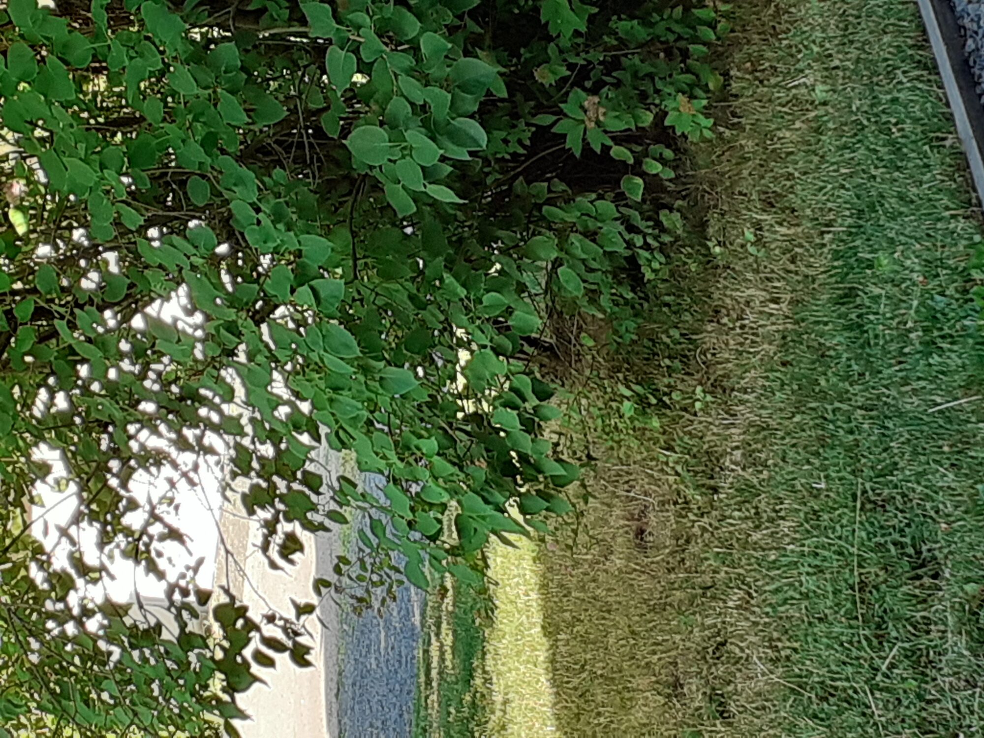 Valokuvaaja: Maarit Pietiläinen