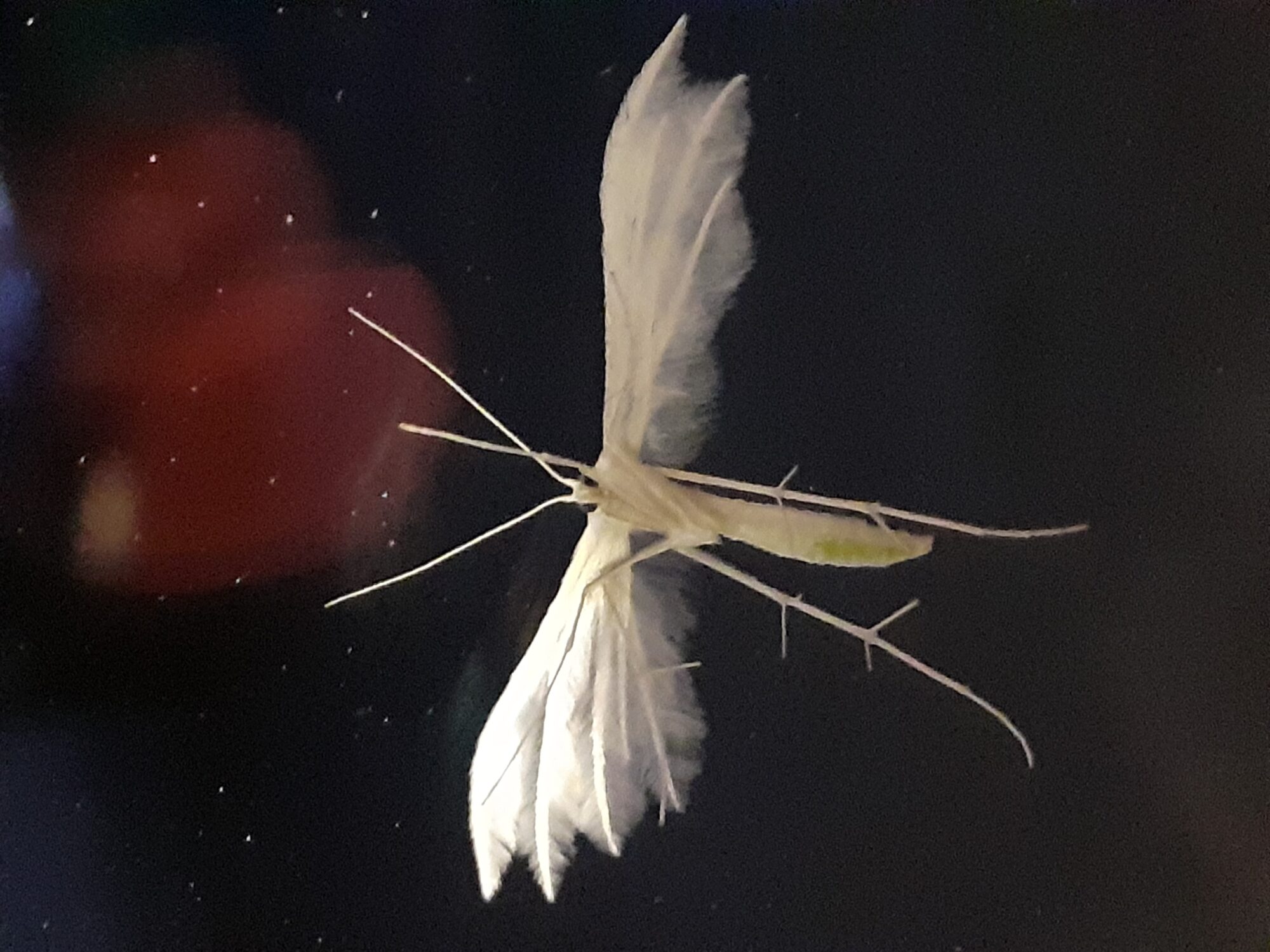 Valokuvaaja: Maarit Pietiläinen