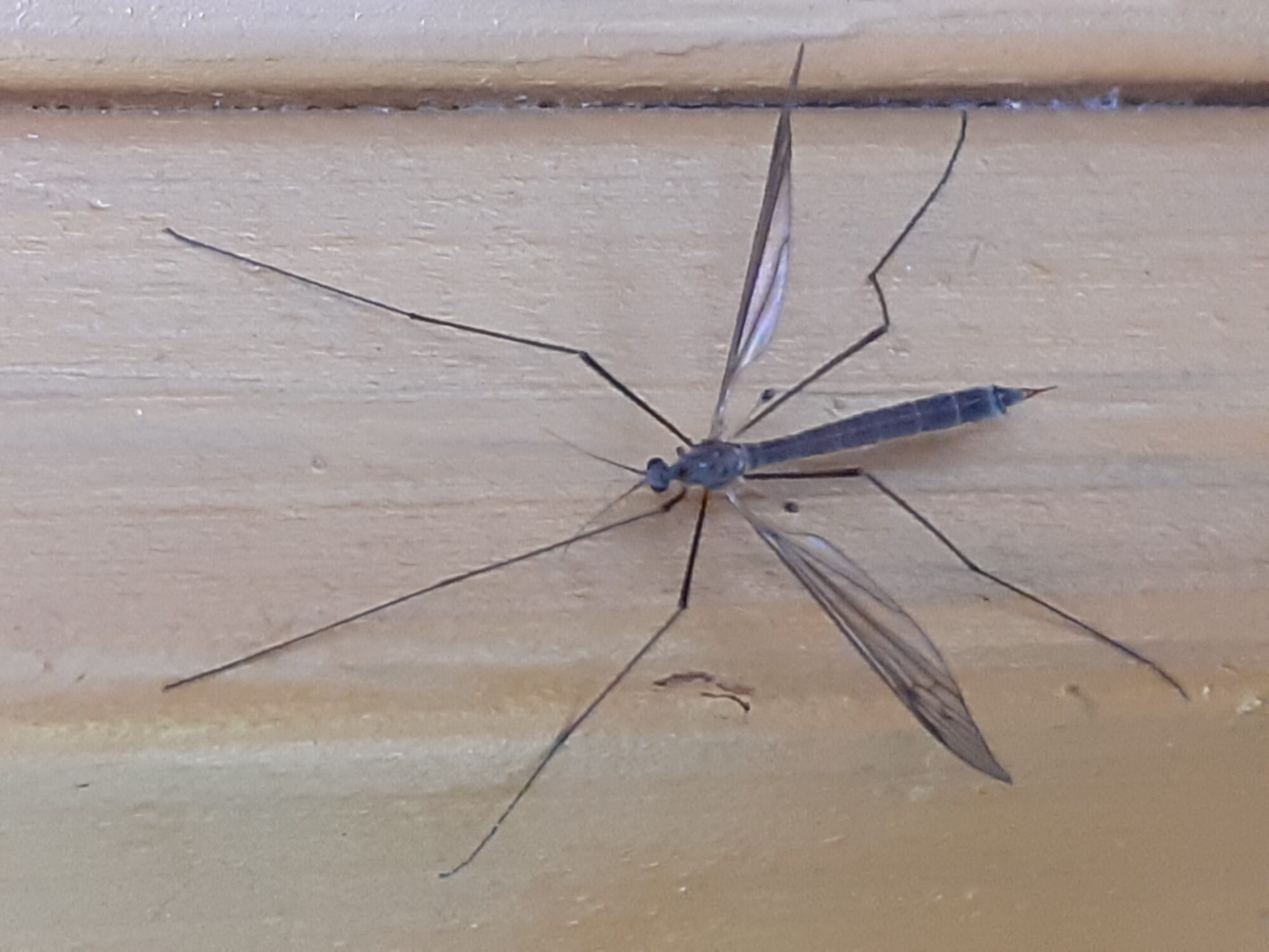 Valokuvaaja: Maarit Pietiläinen