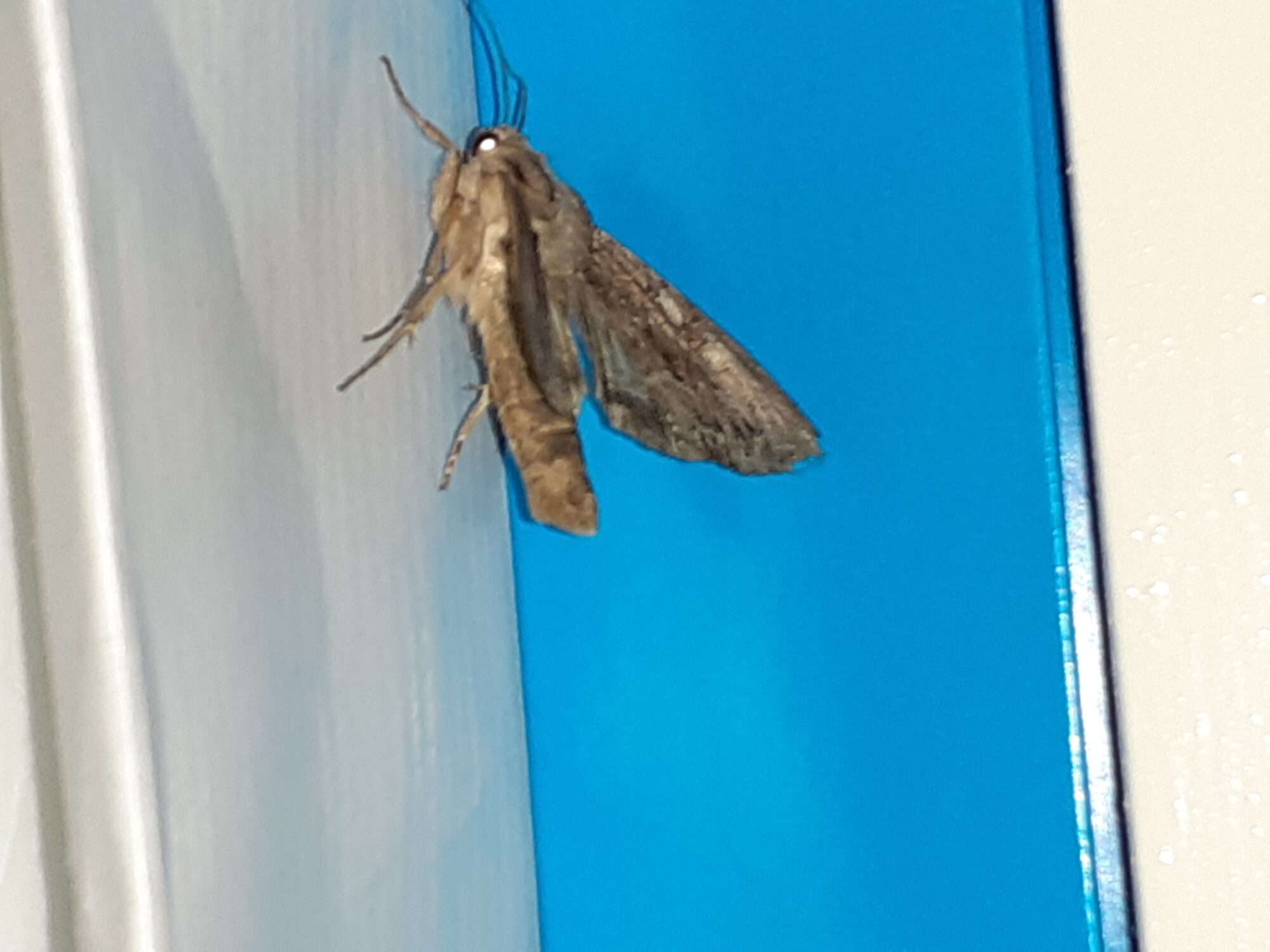 Valokuvaaja: Maarit Pietiläinen