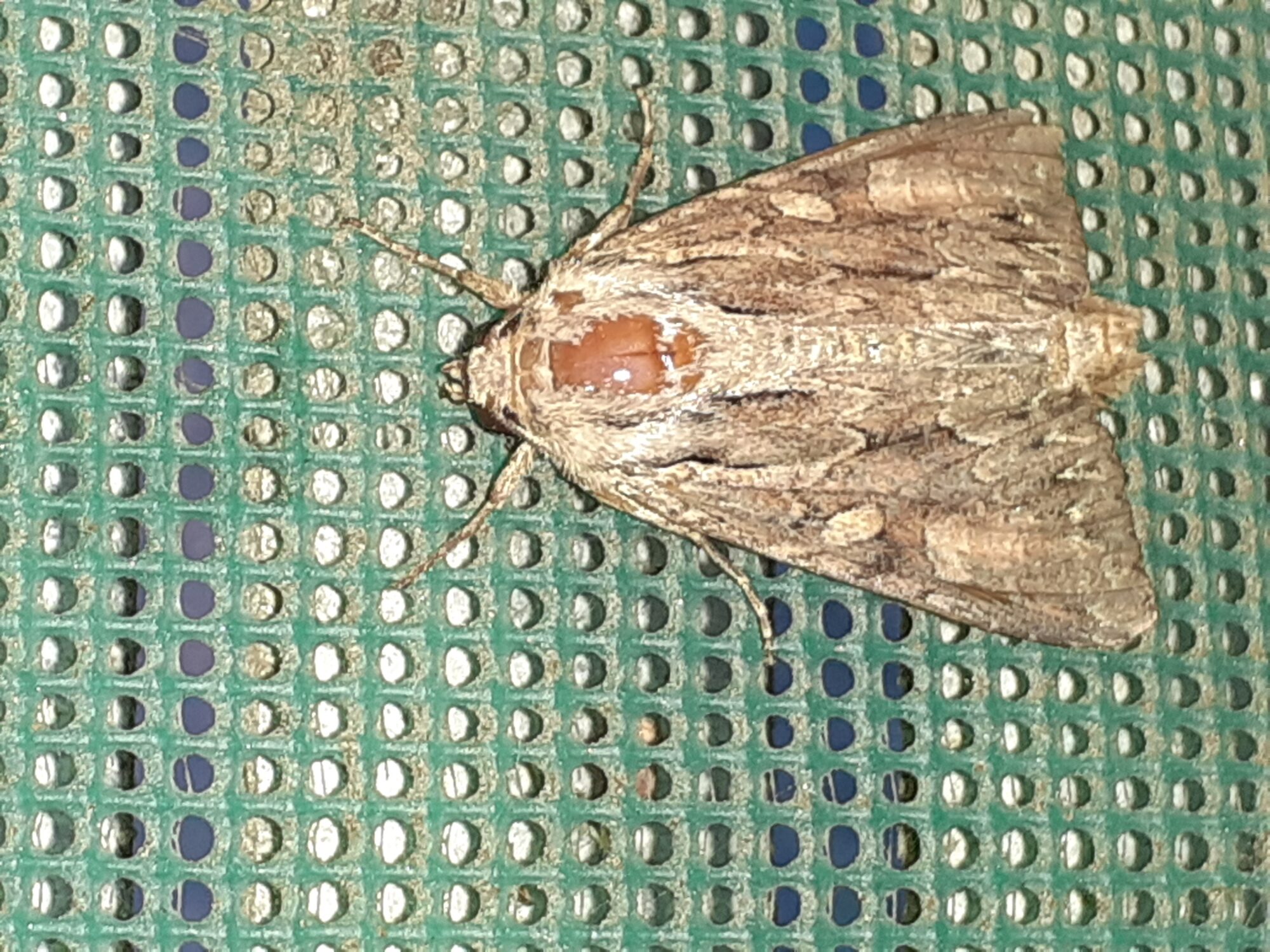 Valokuvaaja: Maarit Pietiläinen