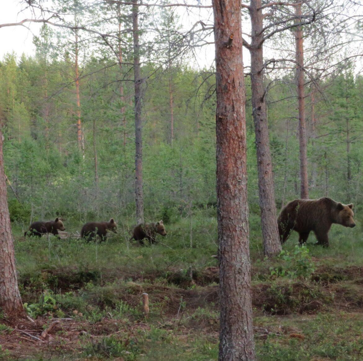 Valokuvaaja: Kaarina Walter