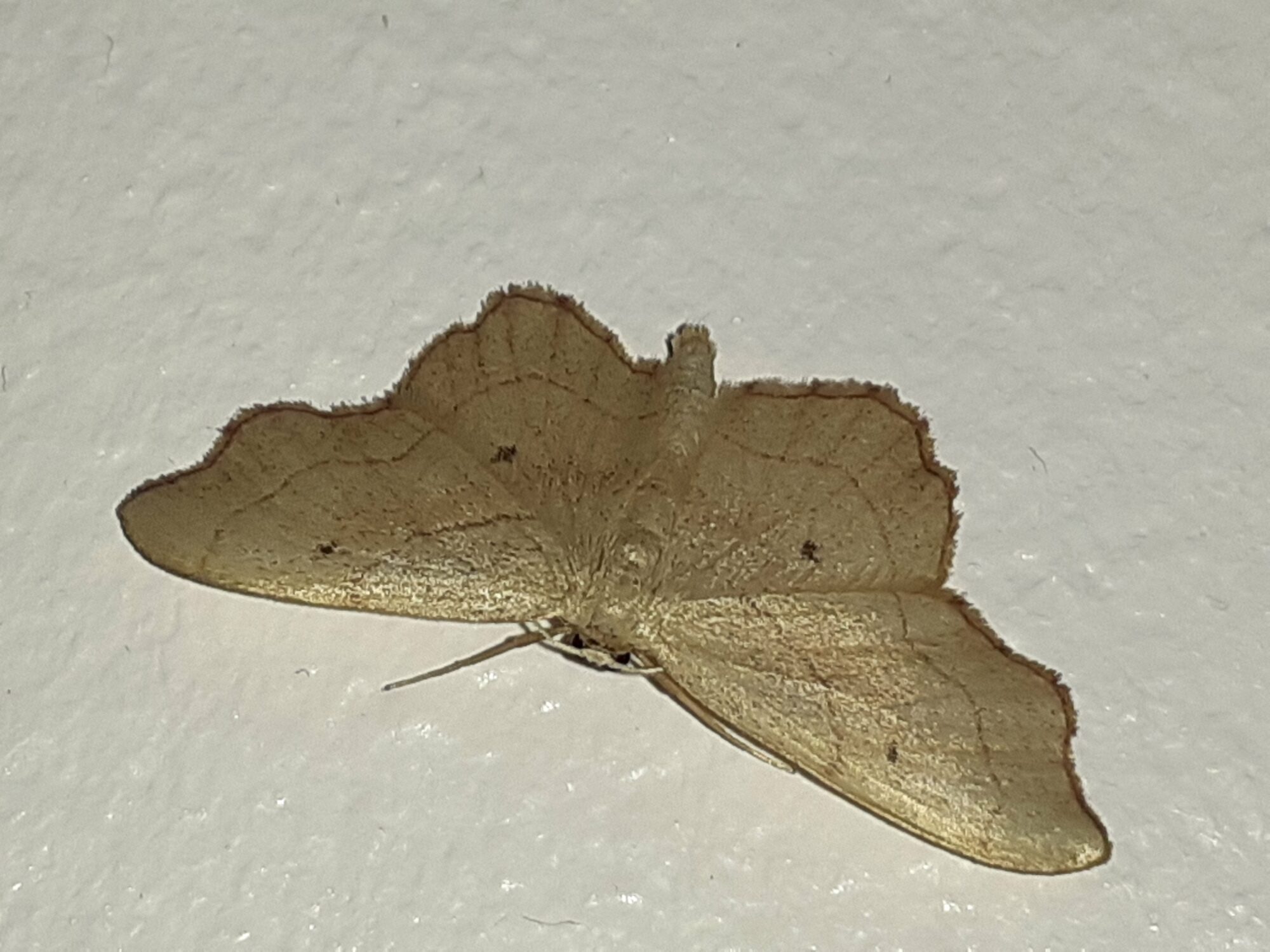 Valokuvaaja: Maarit Pietiläinen