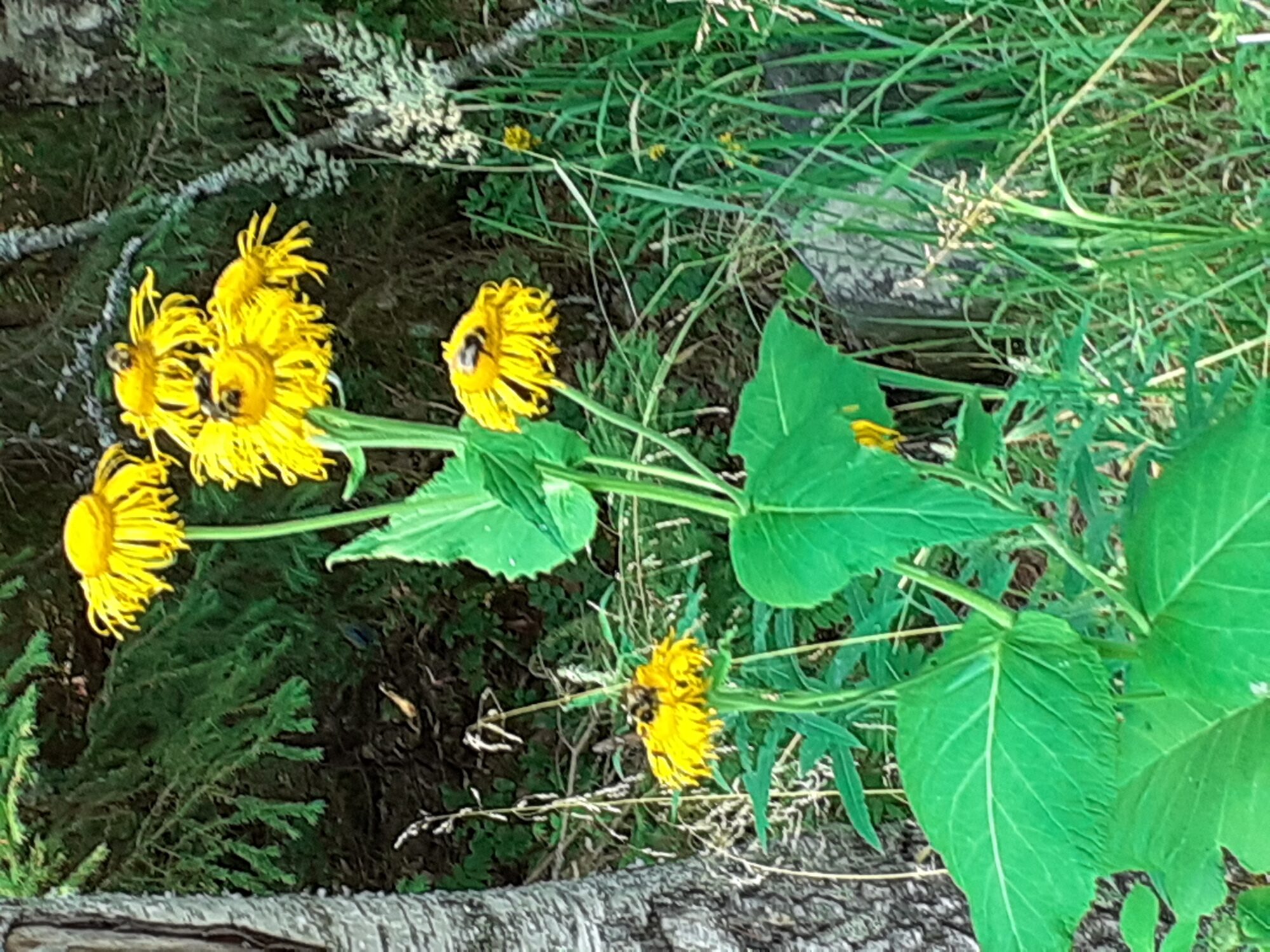 Valokuvaaja: Maarit Pietiläinen