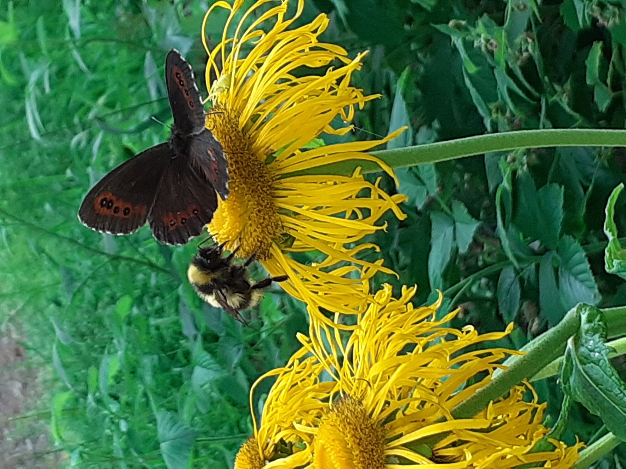 Valokuvaaja: Maarit Pietiläinen