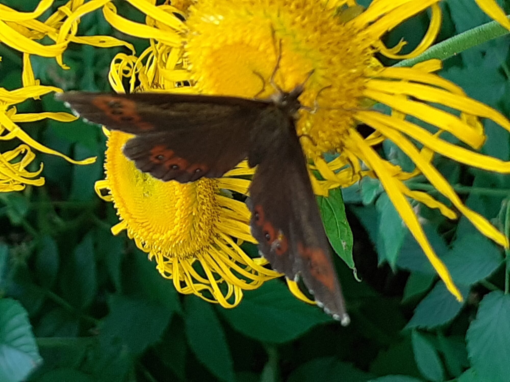 Valokuvaaja: Maarit Pietiläinen