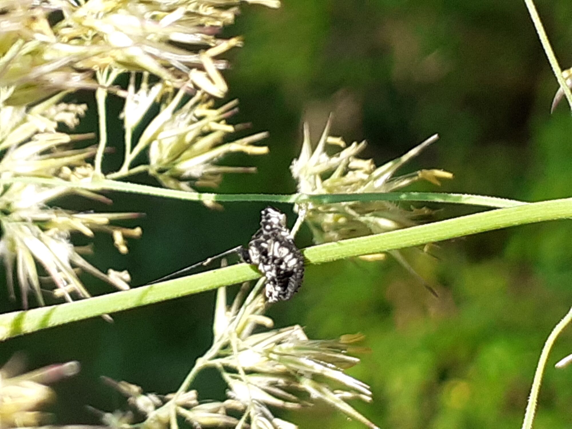 Valokuvaaja: Maarit Pietiläinen