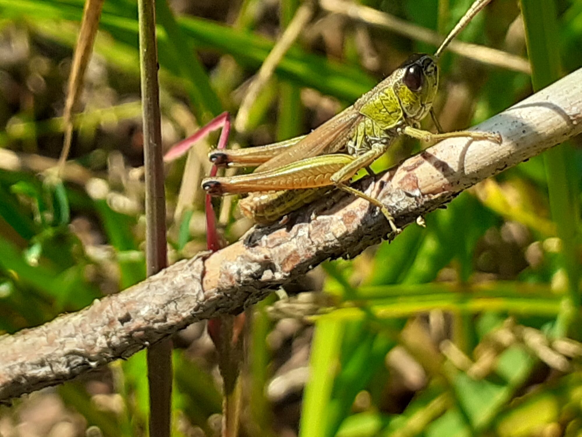 Valokuvaaja: Maarit Pietiläinen Valokuvaaja: Maarit Pietiläinen