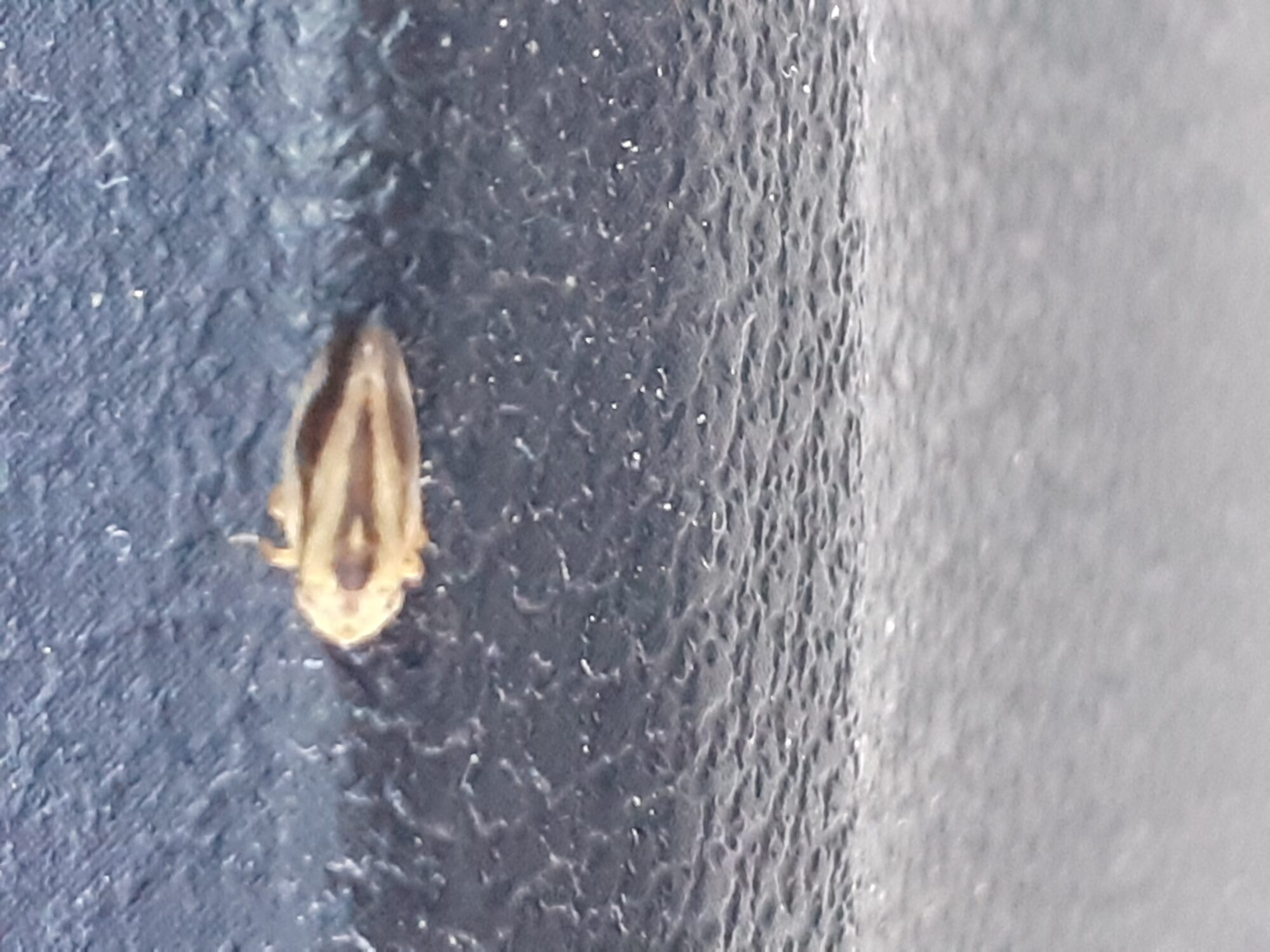 Valokuvaaja: Maarit Pietiläinen Valokuvaaja: Maarit Pietiläinen