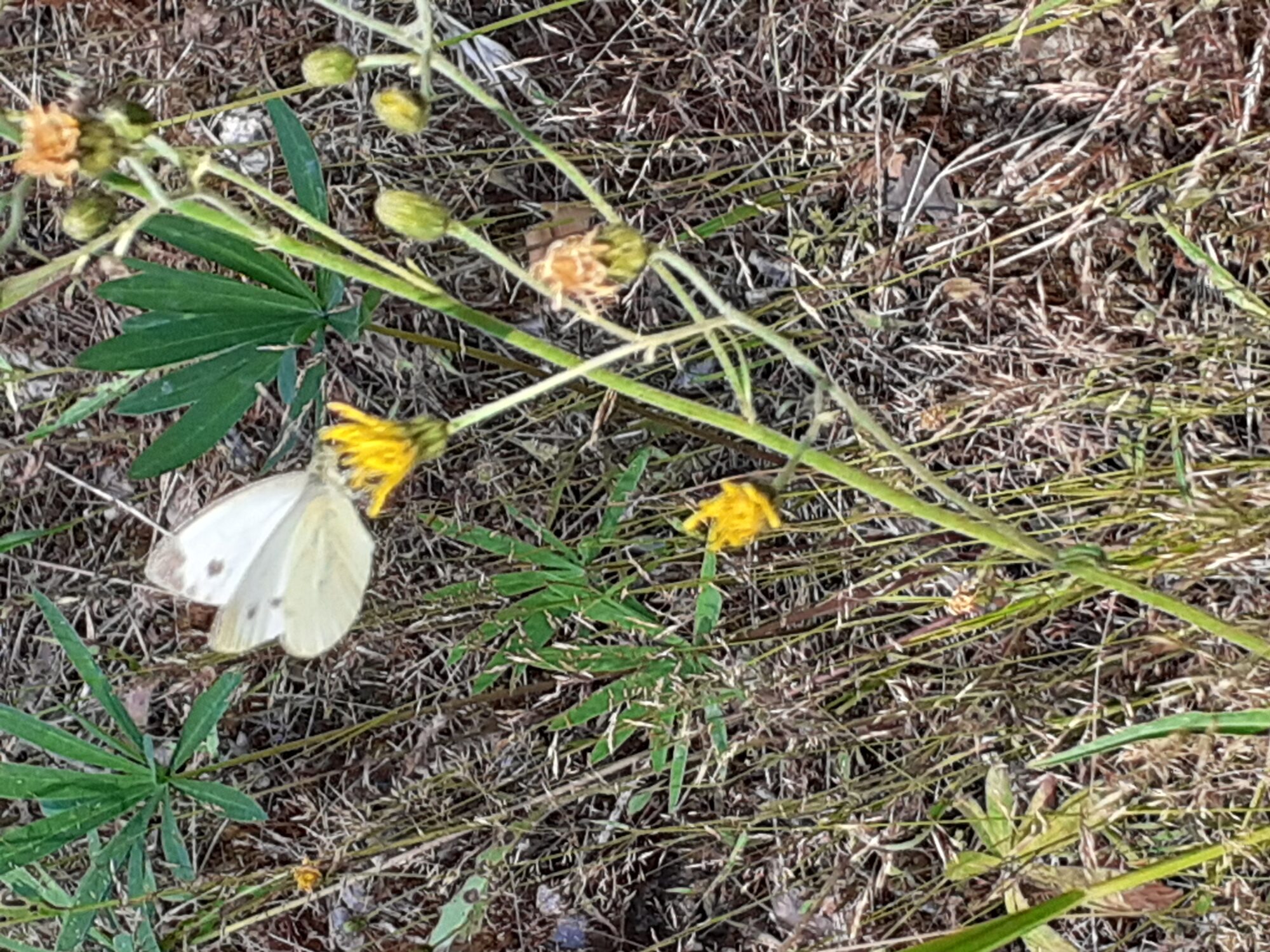 Valokuvaaja: Maarit Pietiläinen