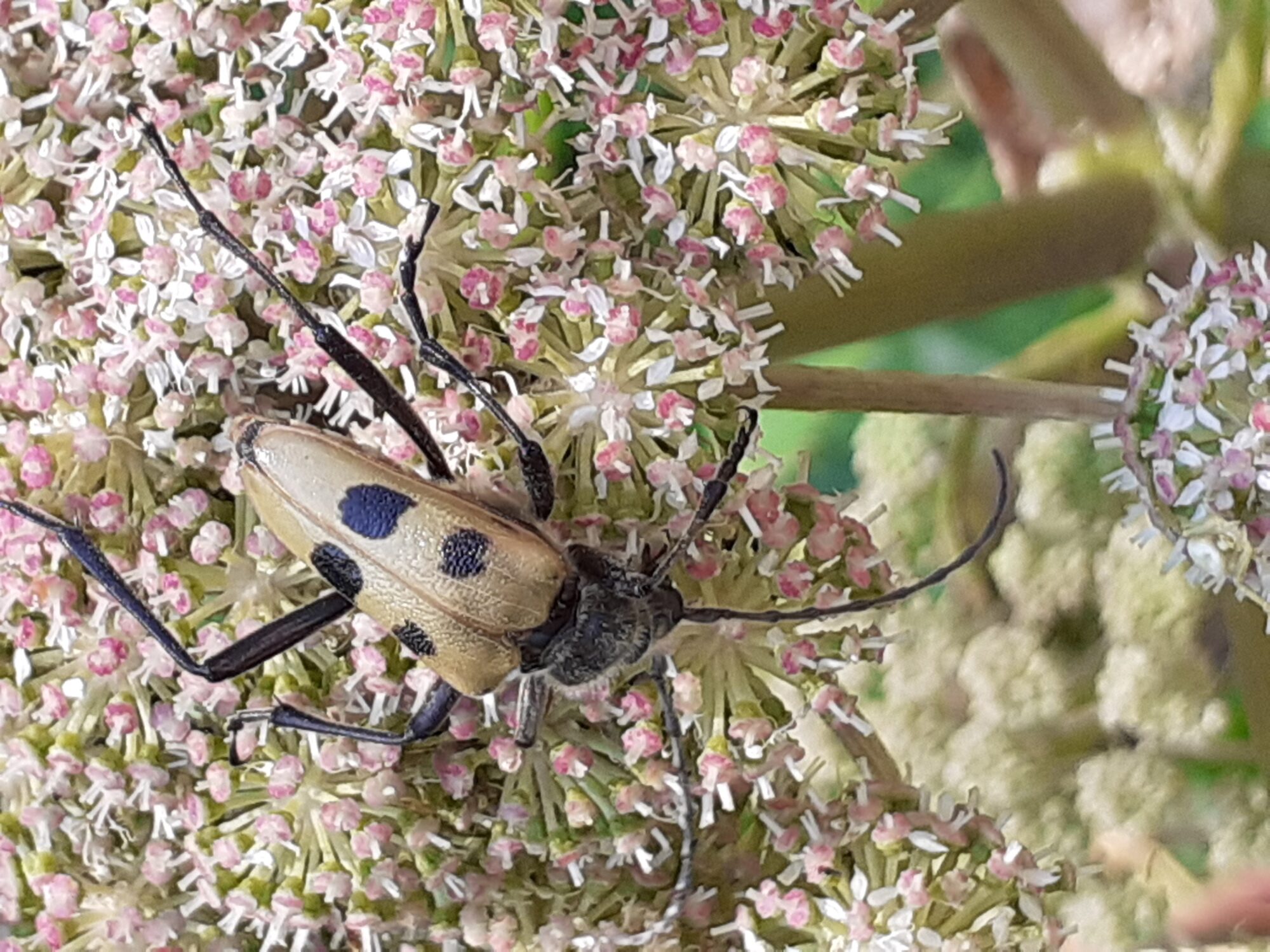 Valokuvaaja: Maarit Pietiläinen