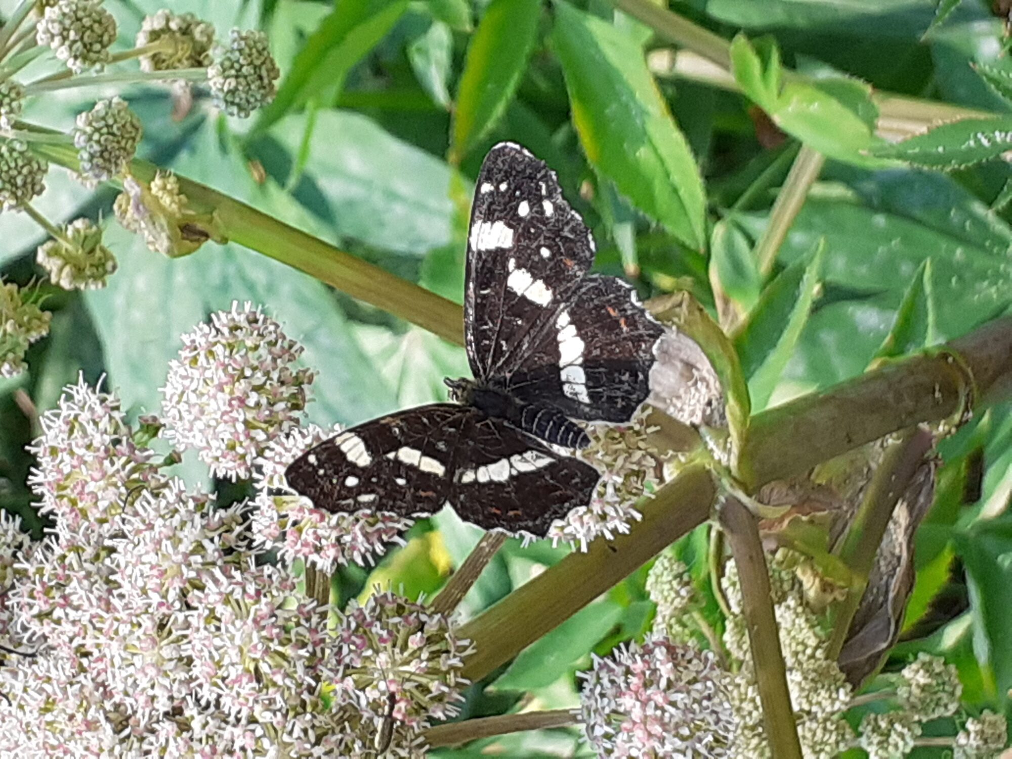 Valokuvaaja: Maarit Pietiläinen