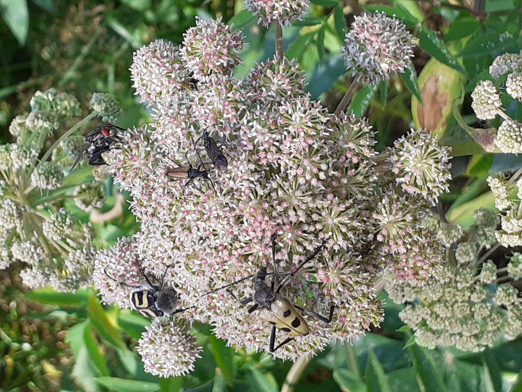Valokuvaaja: Maarit Pietiläinen