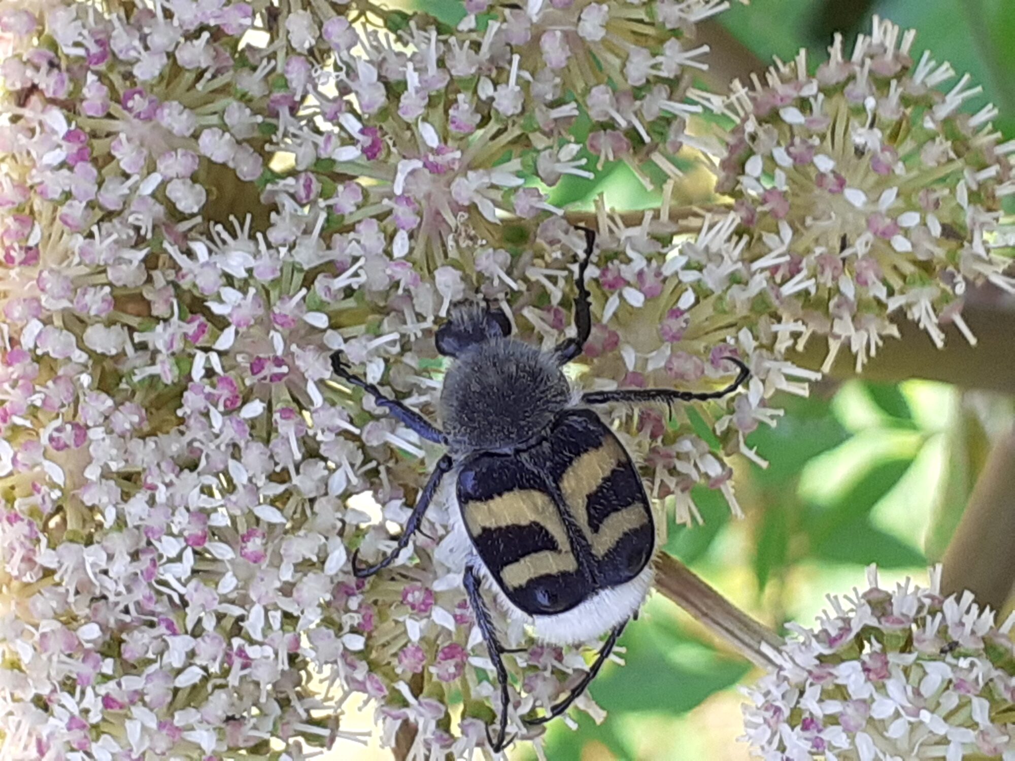 Valokuvaaja: Maarit Pietiläinen