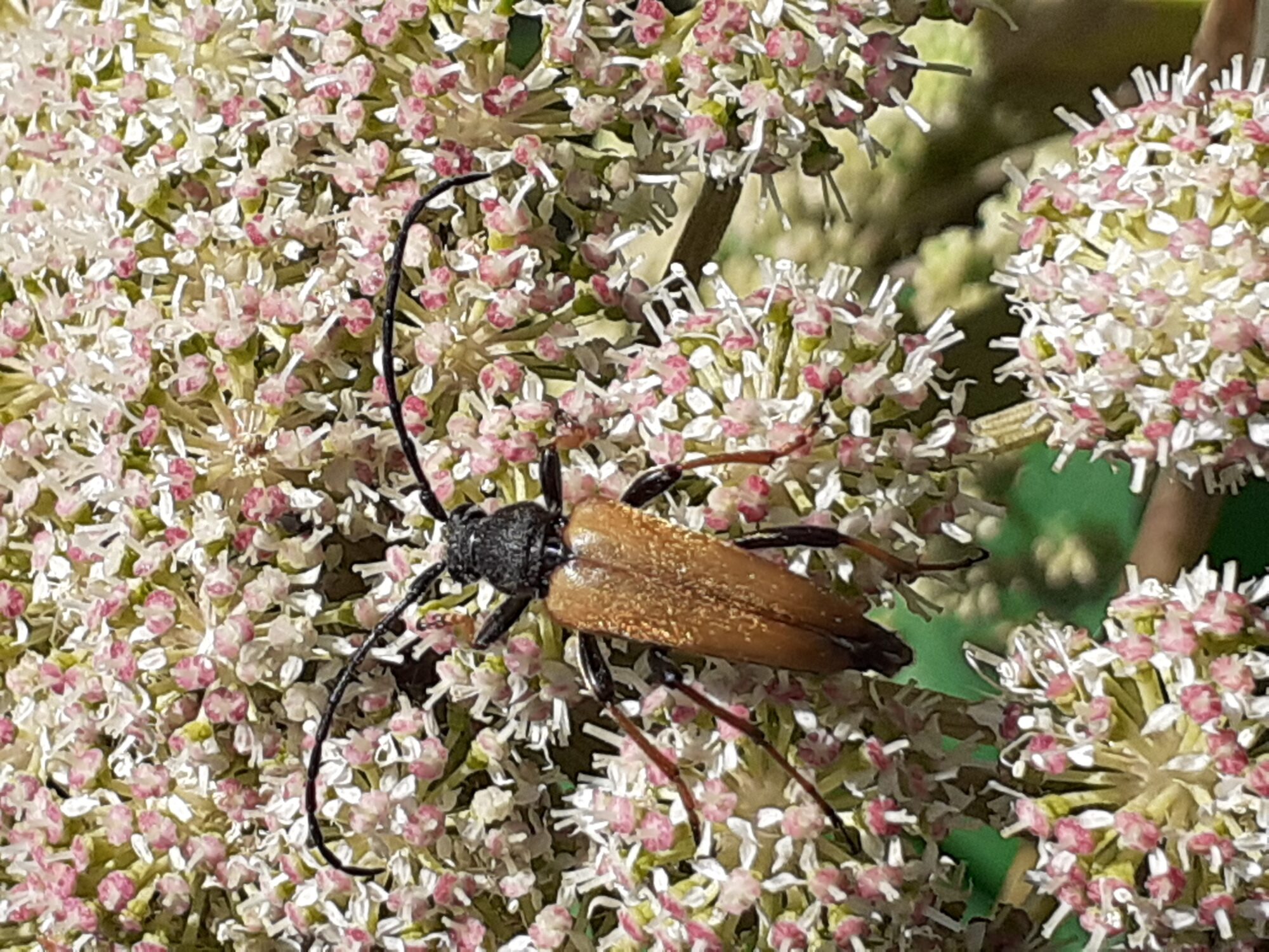 Valokuvaaja: Maarit Pietiläinen