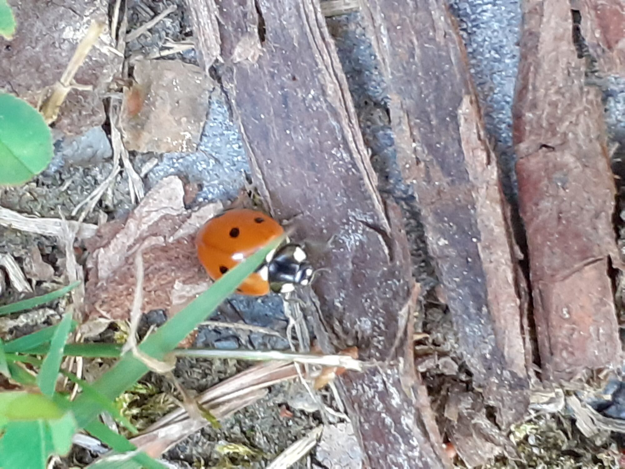 Valokuvaaja: Maarit Pietiläinen