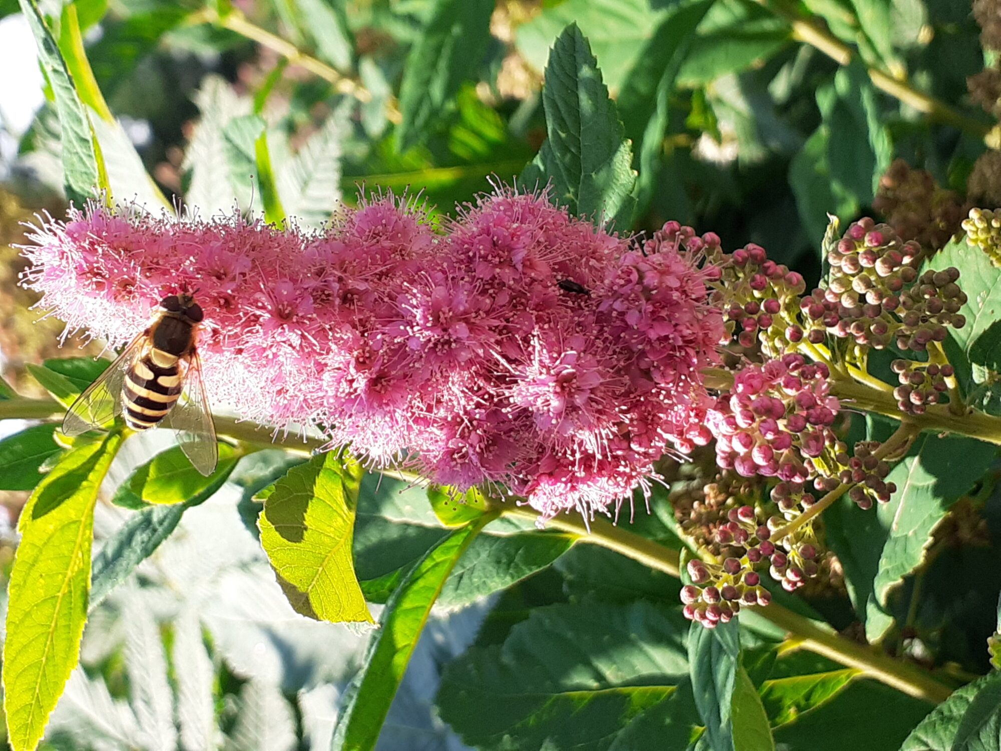 Valokuvaaja: Maarit Pietiläinen