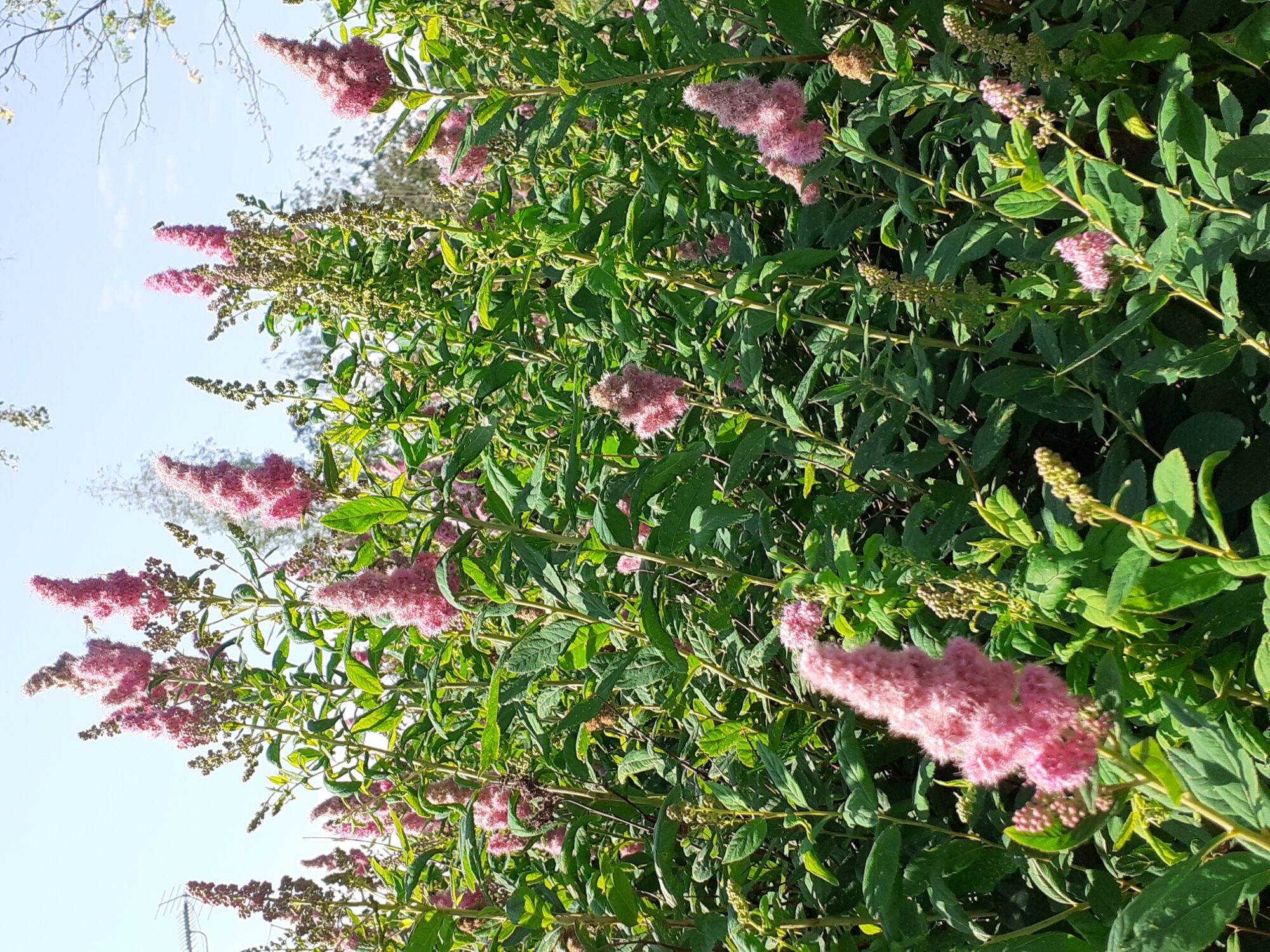 Valokuvaaja: Maarit Pietiläinen