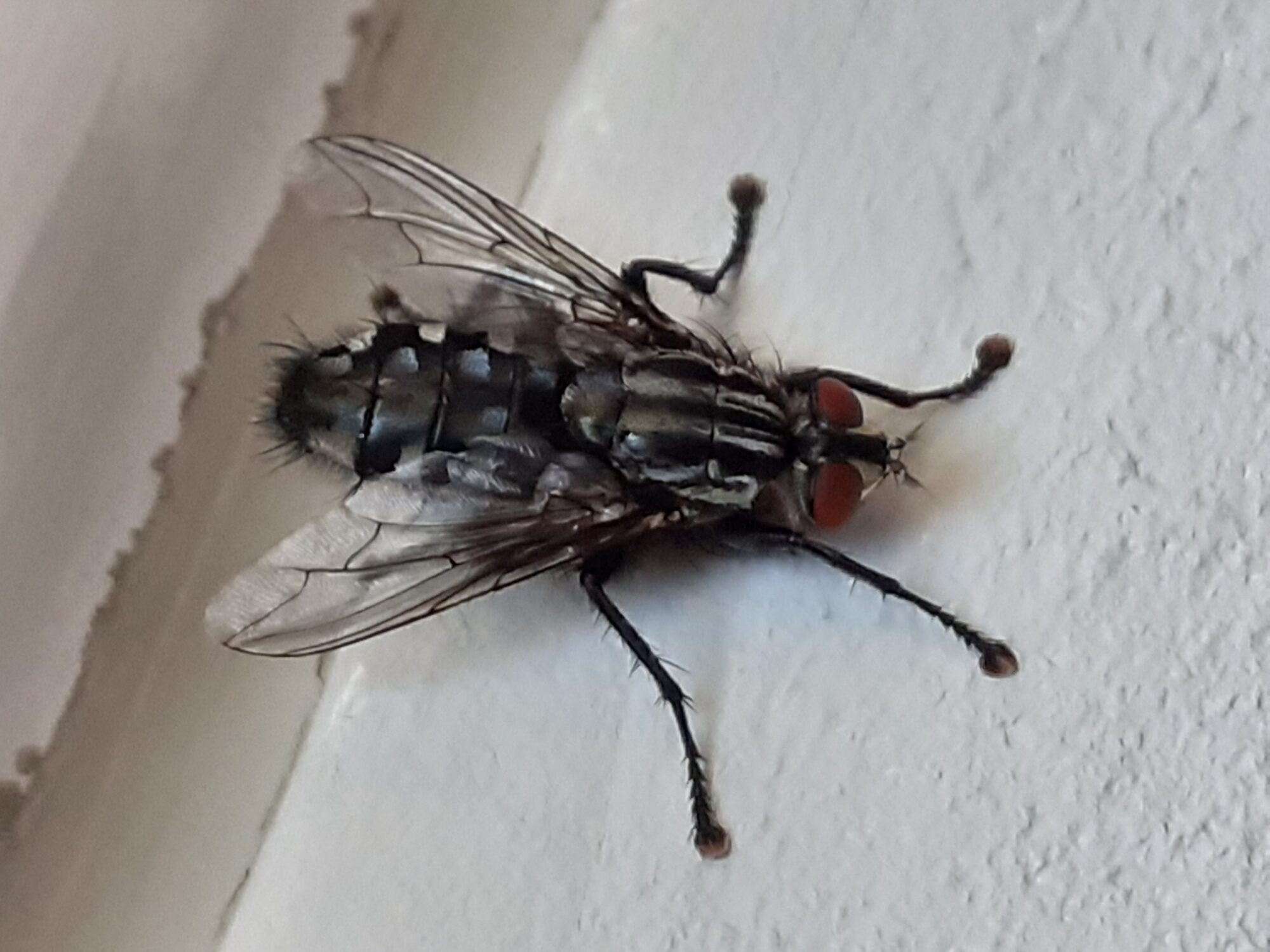 Valokuvaaja: Maarit Pietiläinen