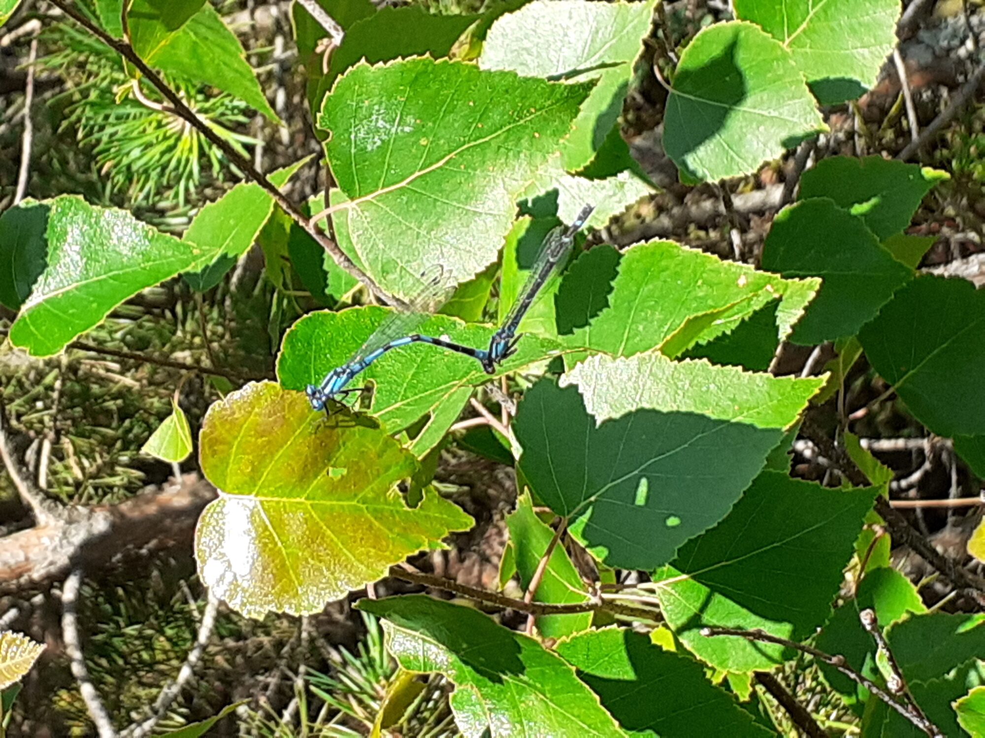 Valokuvaaja: Maarit Pietiläinen