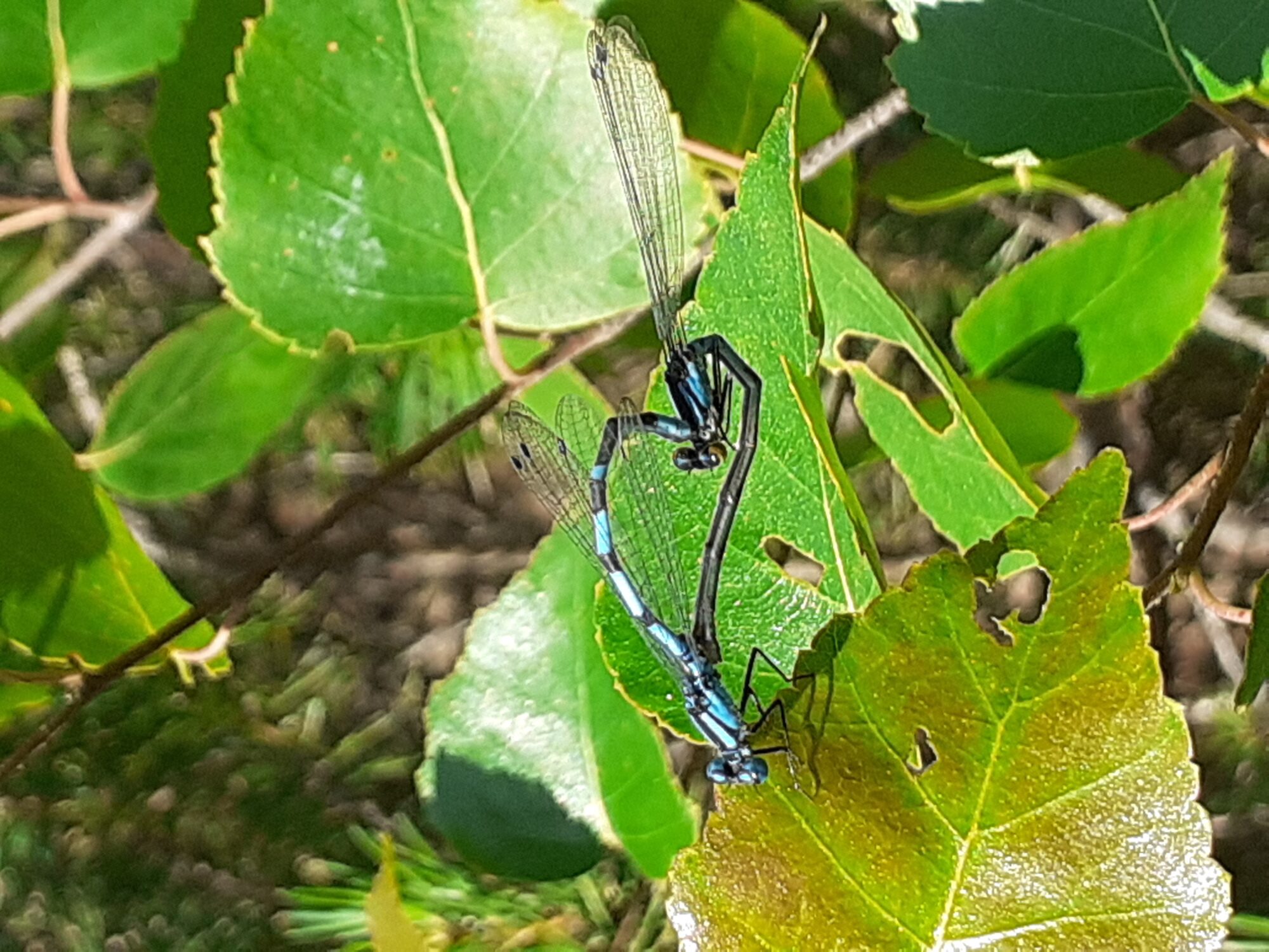 Valokuvaaja: Maarit Pietiläinen