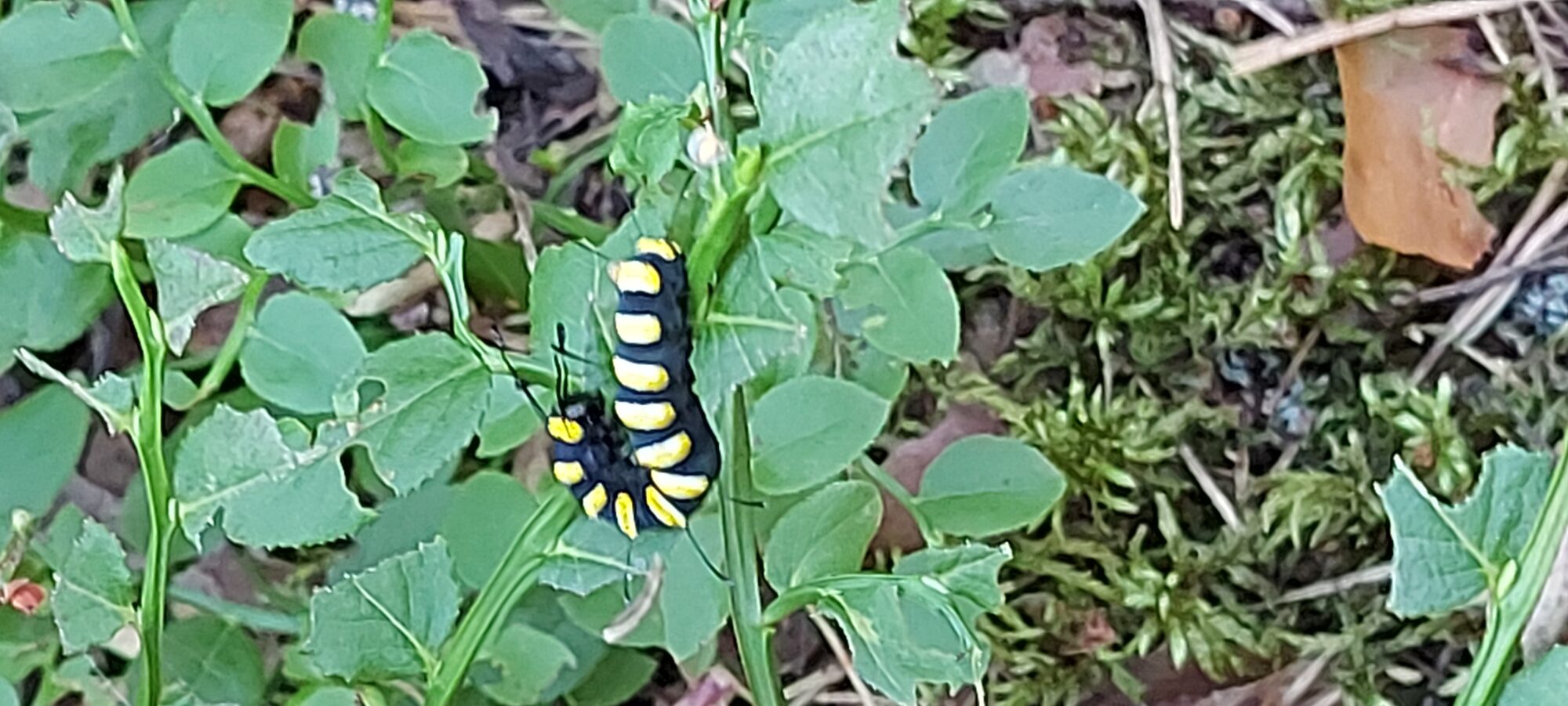 Valokuvaaja: Haakana Teija