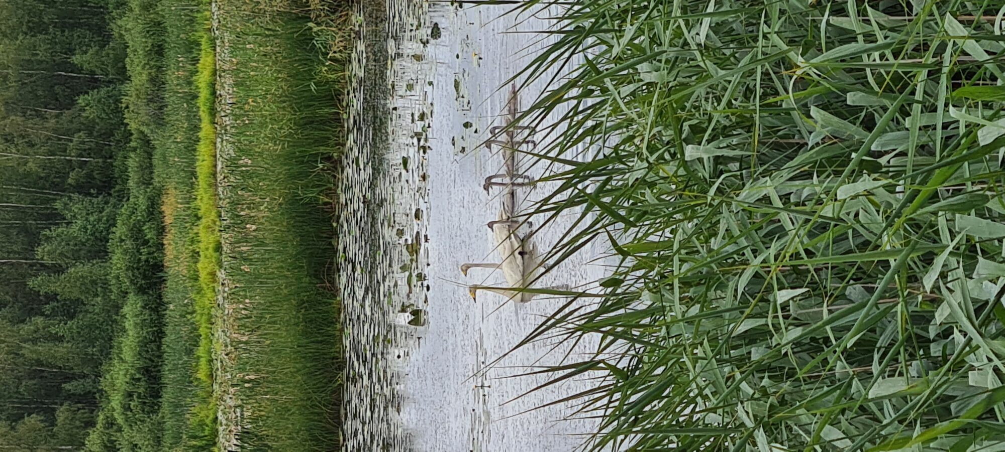 Valokuvaaja: Kaarina Walter