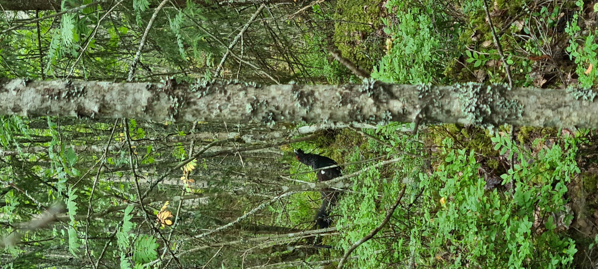 Valokuvaaja: Kaarina Walter