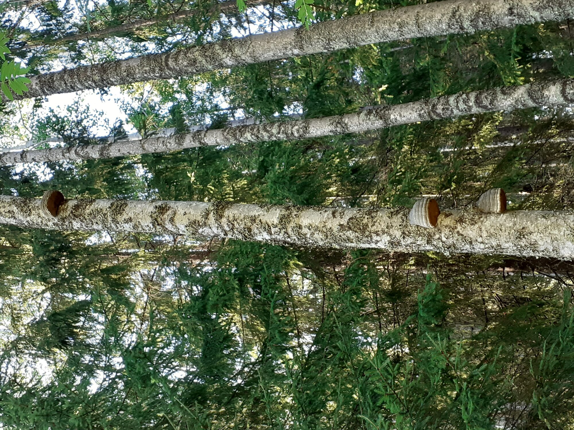 Valokuvaaja: Maarit Pietiläinen