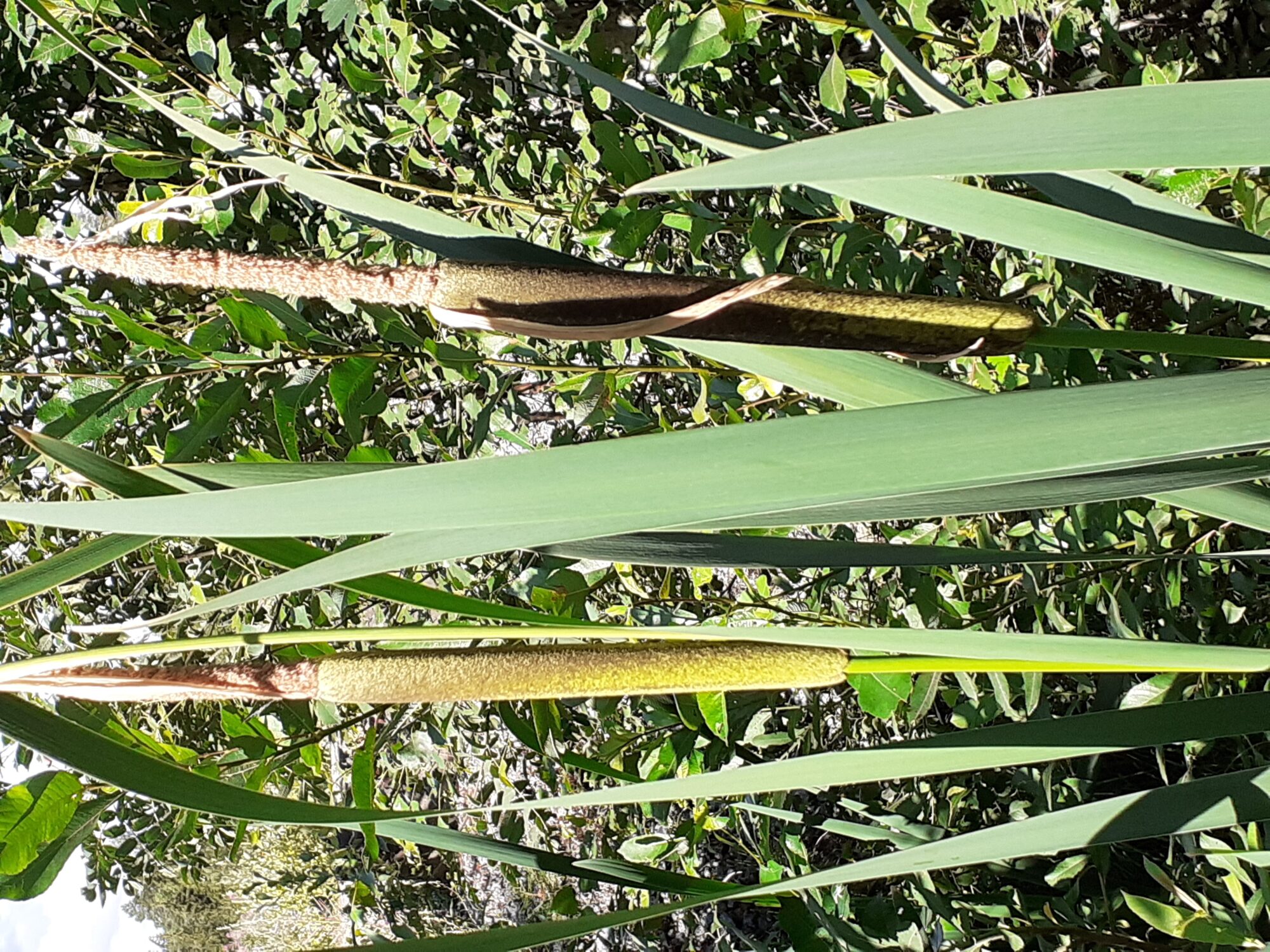 Valokuvaaja: Maarit Pietiläinen