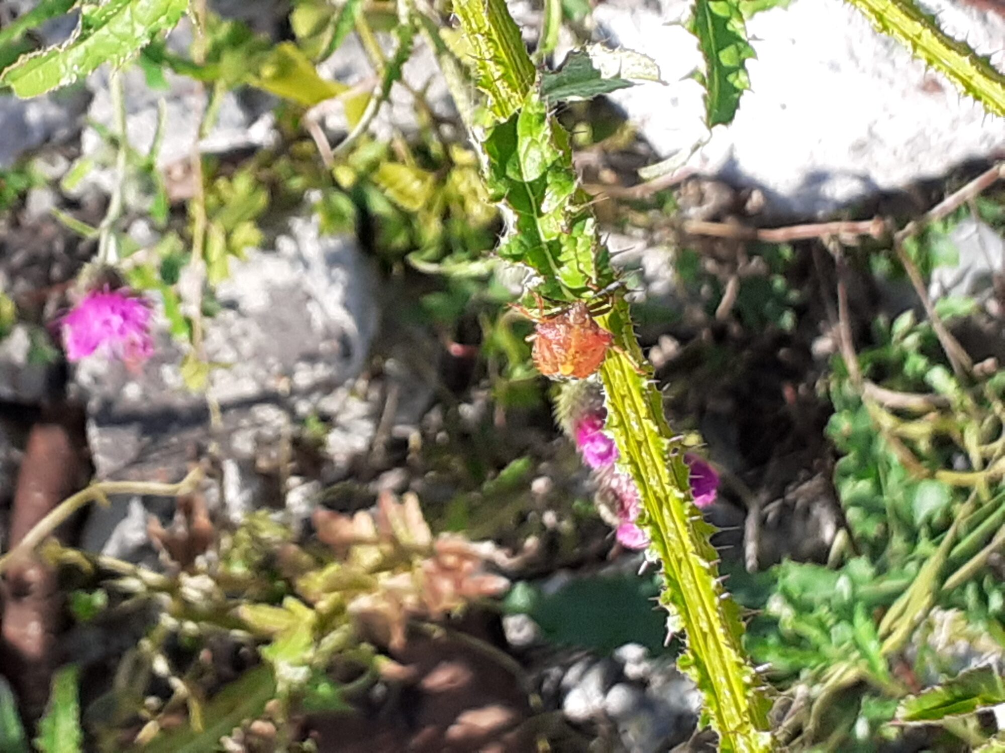 Valokuvaaja: Maarit Pietiläinen