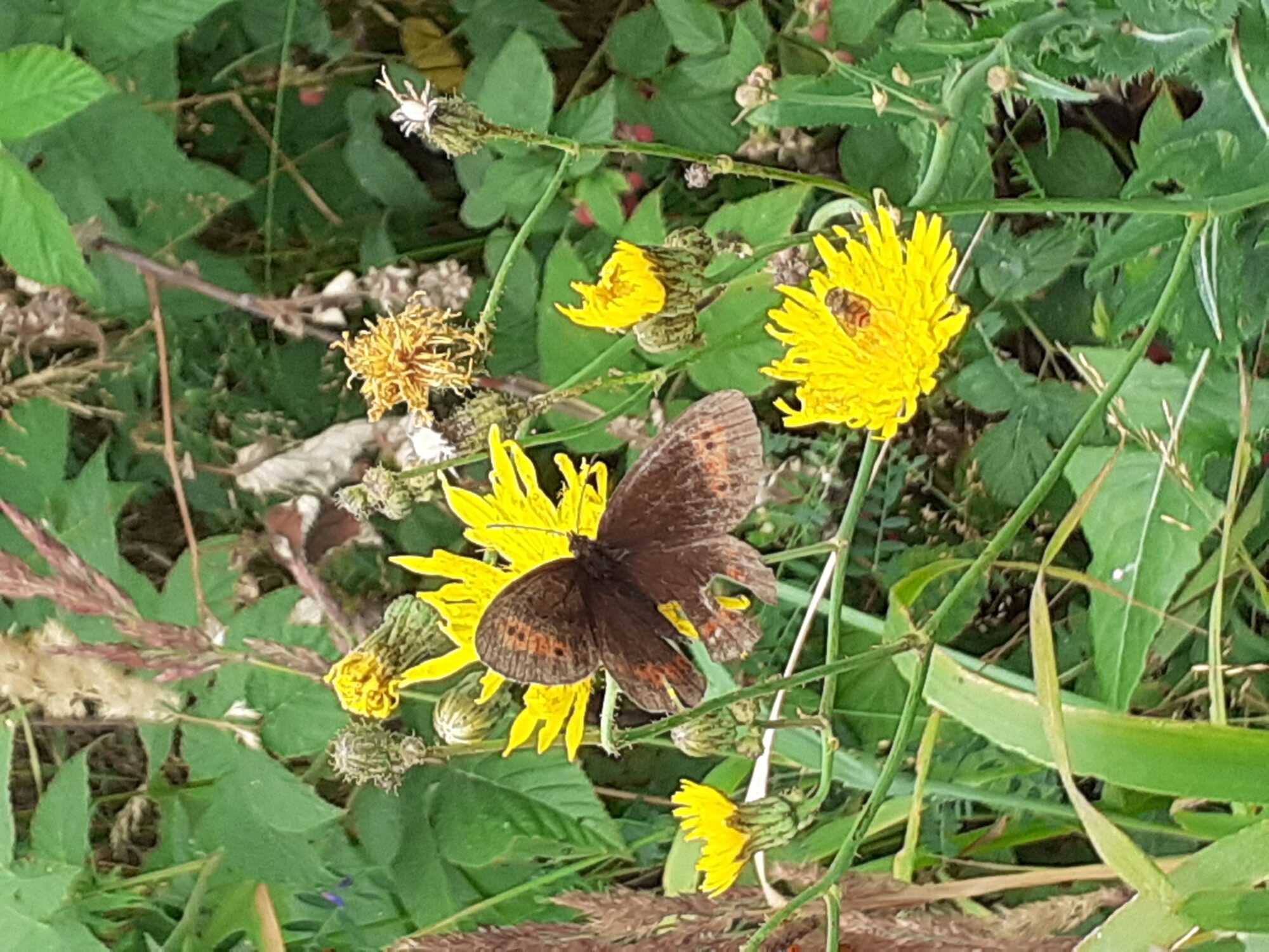 Valokuvaaja: Maarit Pietiläinen