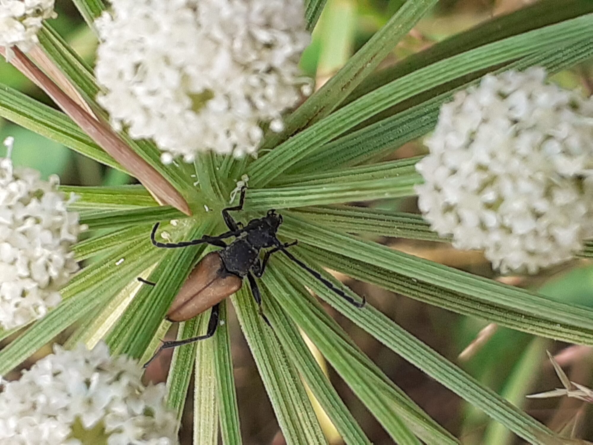 Valokuvaaja: Maarit Pietiläinen