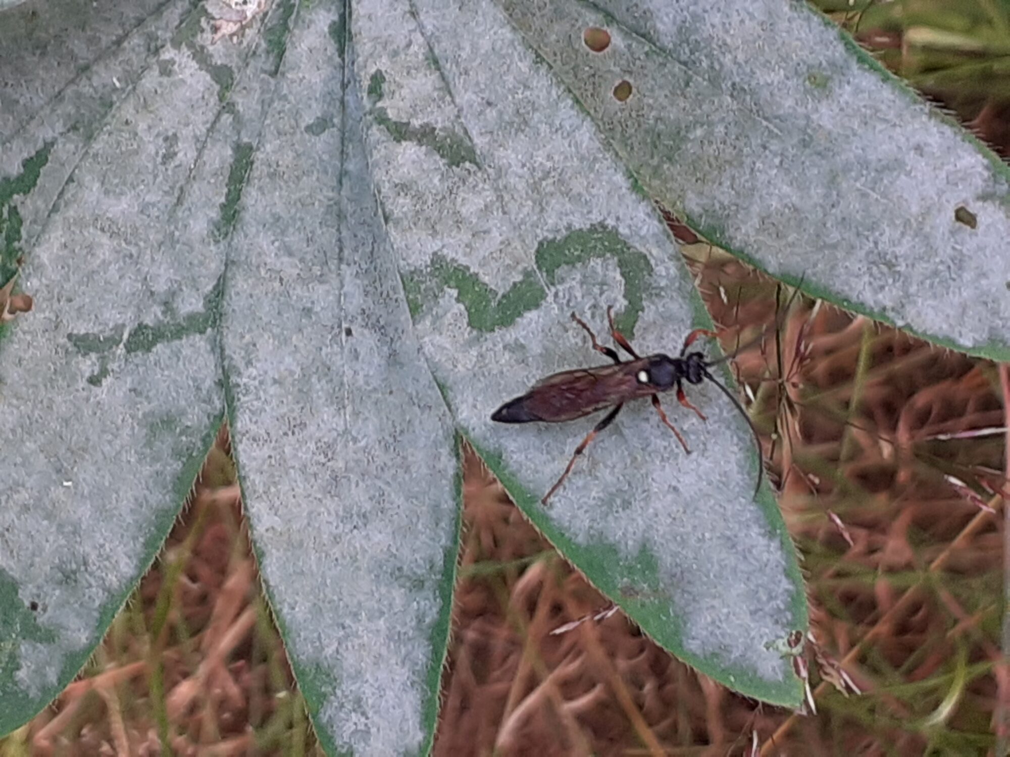 Valokuvaaja: Maarit Pietiläinen