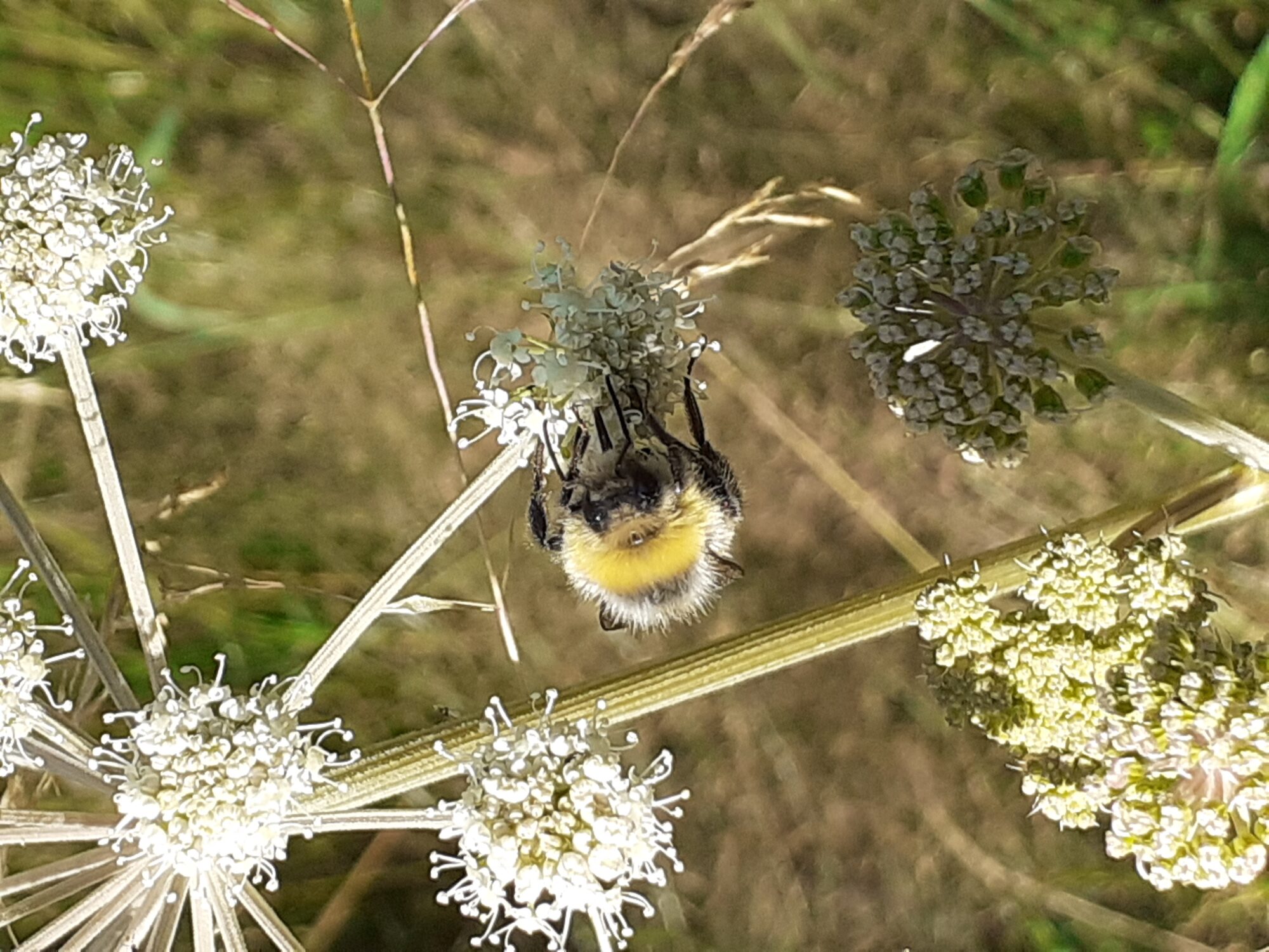 Valokuvaaja: Maarit Pietiläinen
