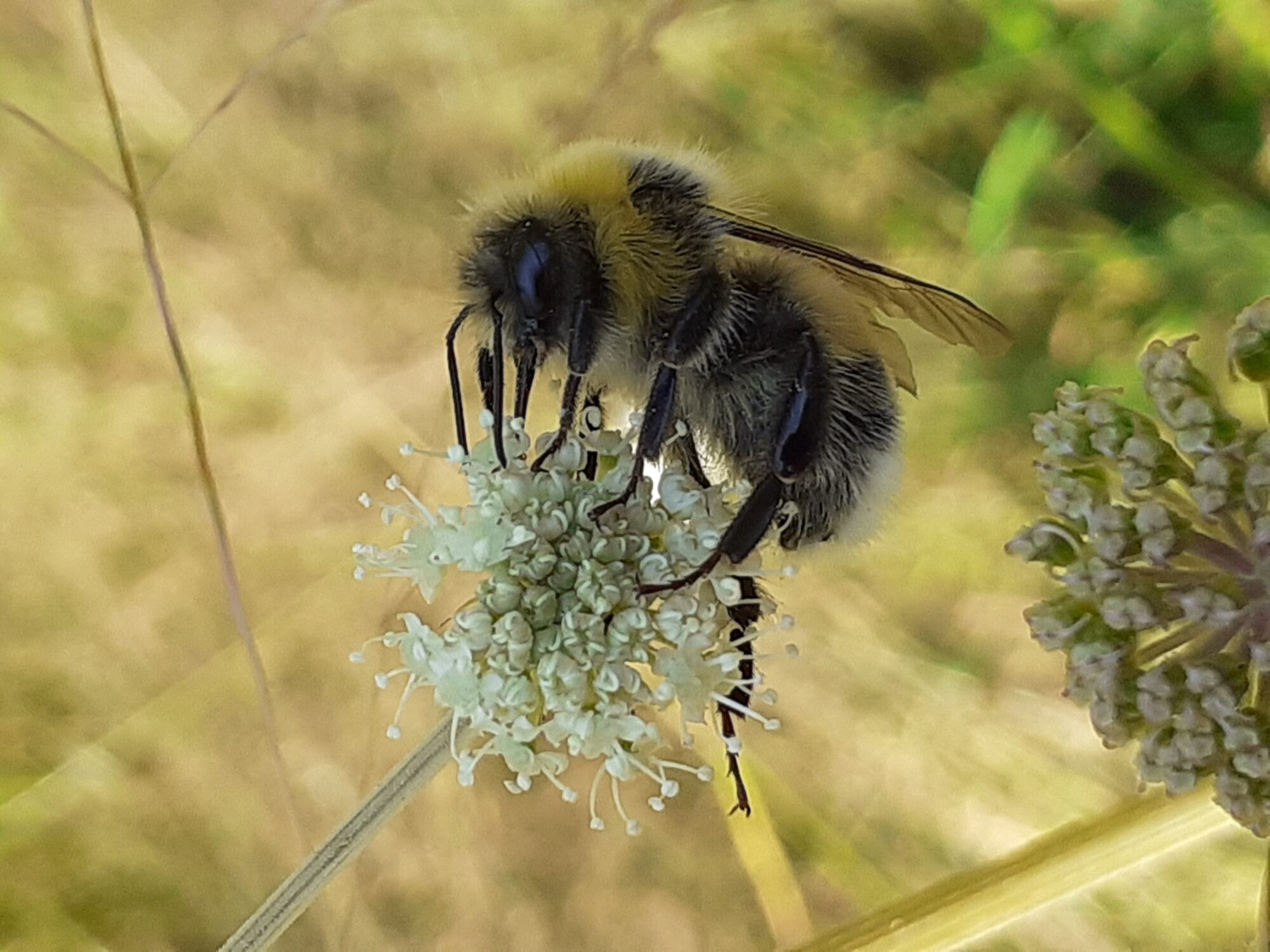 Valokuvaaja: Maarit Pietiläinen