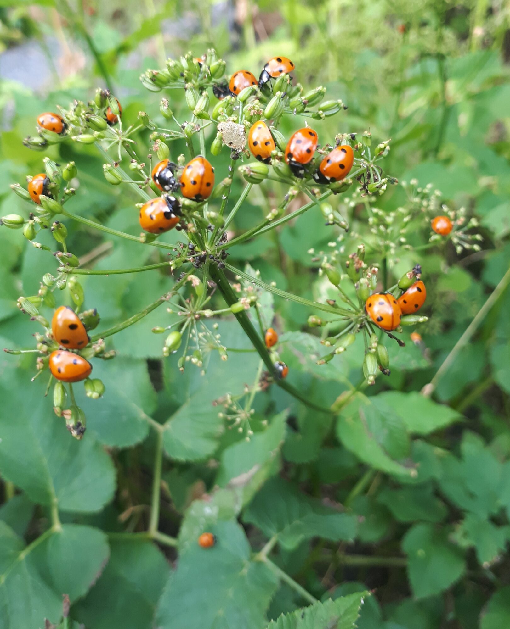 Valokuvaaja: Sirpa Krohns