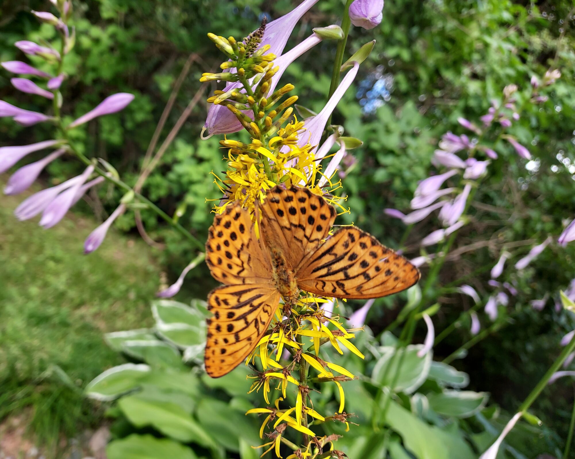 Valokuvaaja: Eija Johanna Saastamoinen