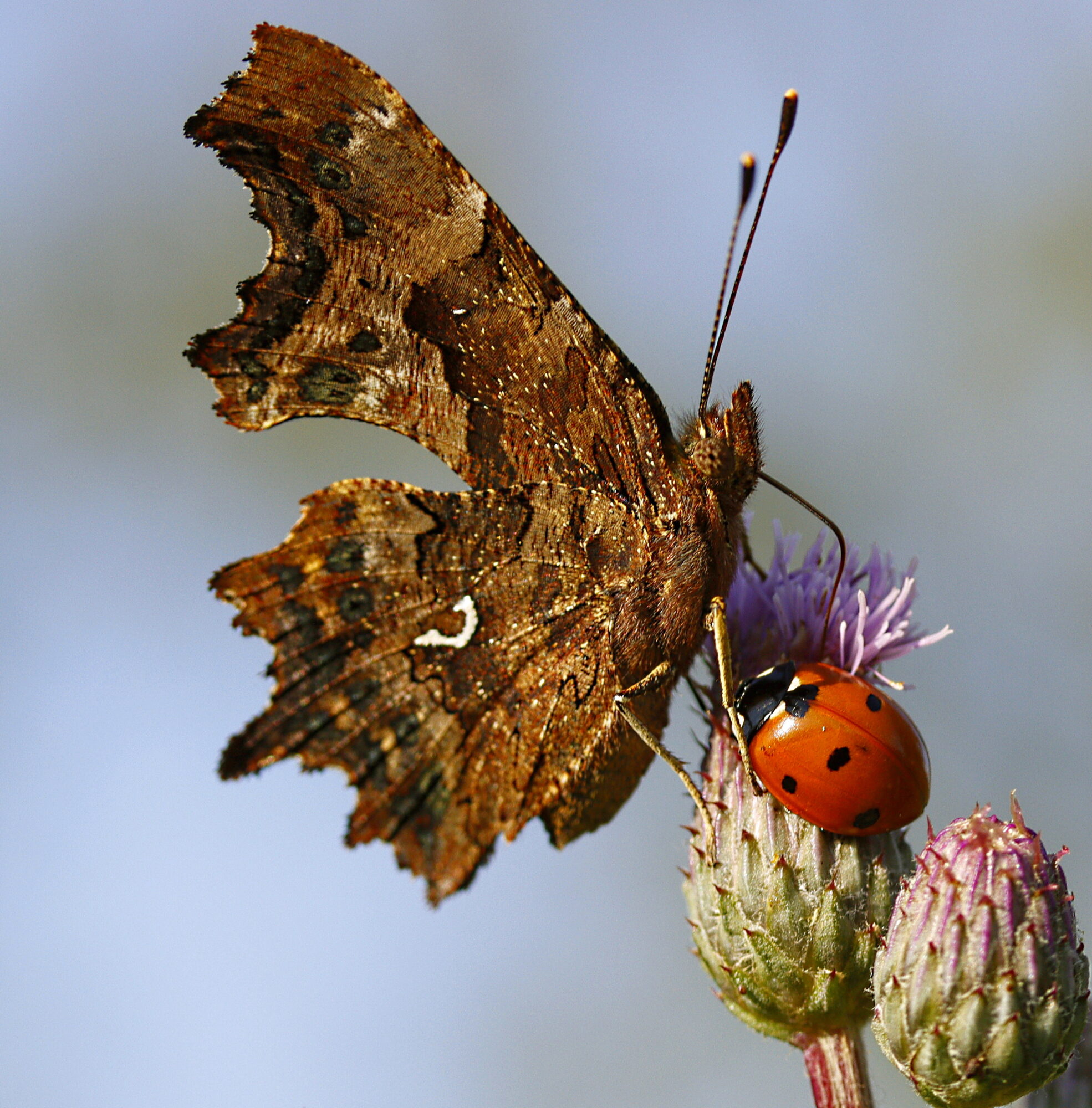 Valokuvaaja: Ritva Nieminen