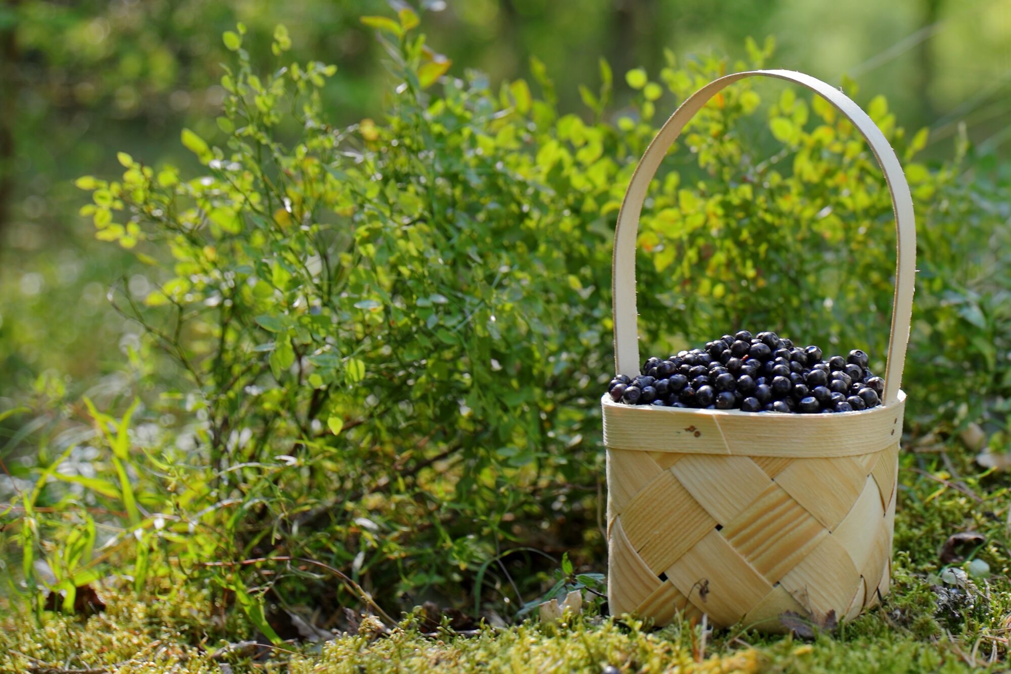 Valokuvaaja: Ari Branthin