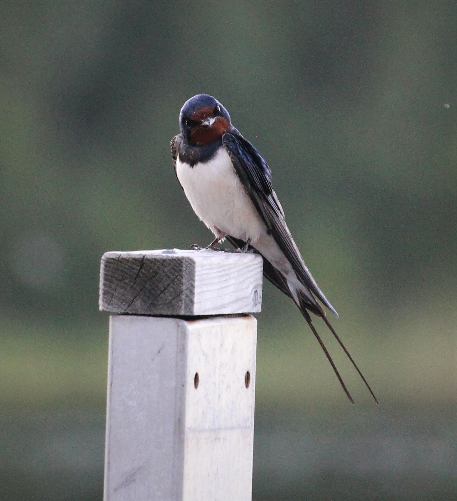 Valokuvaaja: Sari Salama