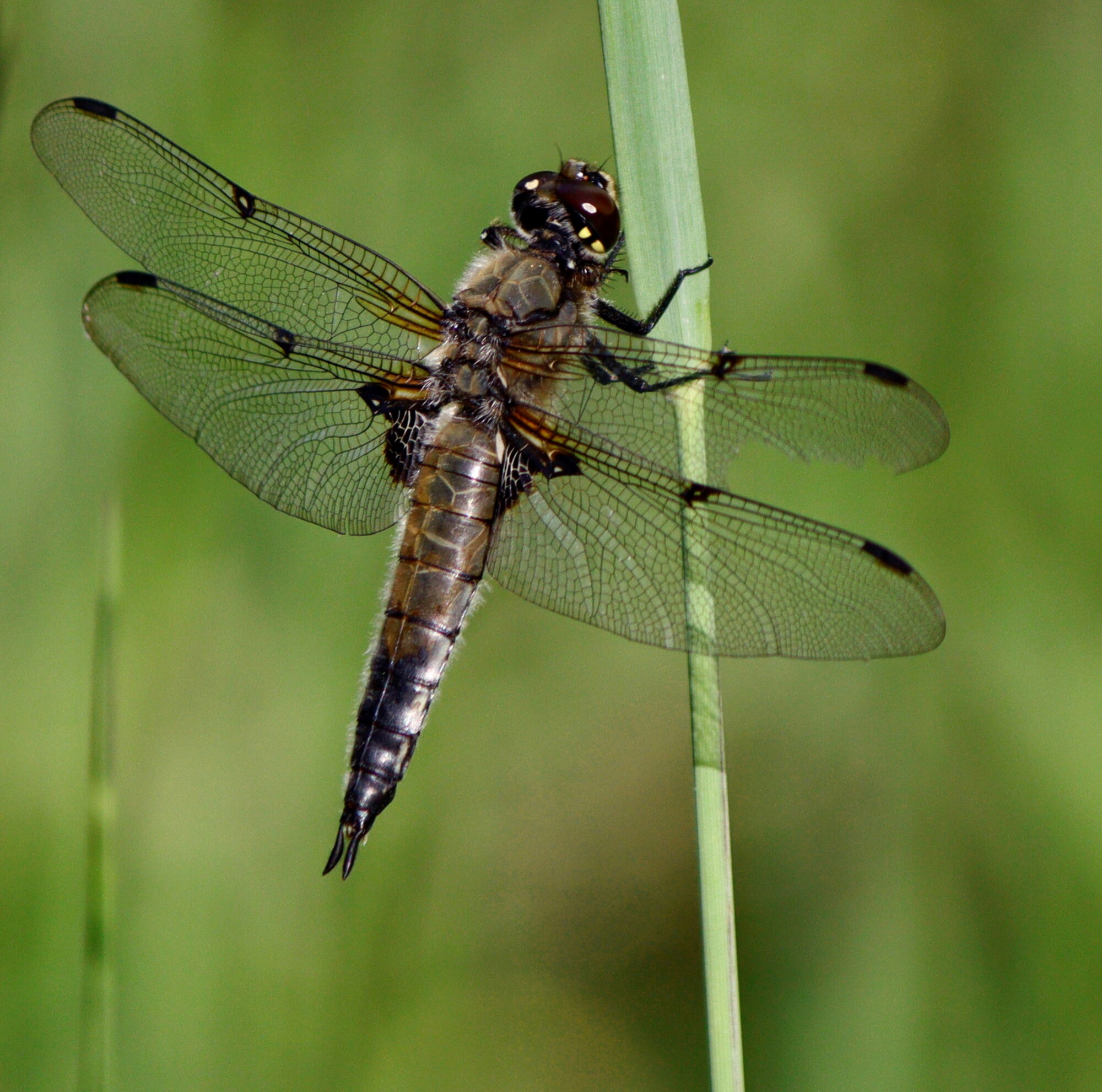 Valokuvaaja: Ritva Nieminen