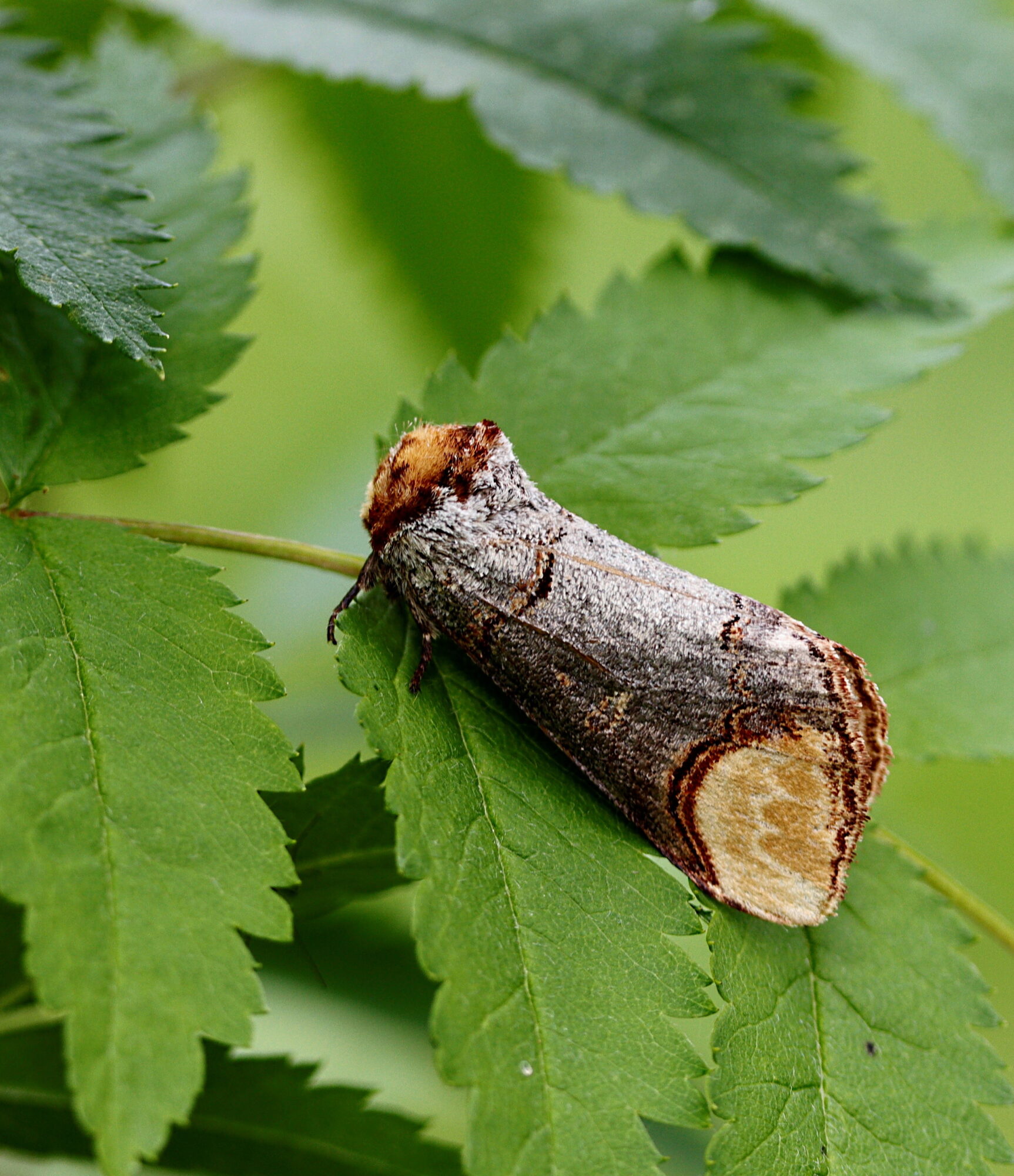 Valokuvaaja: Ritva Nieminen
