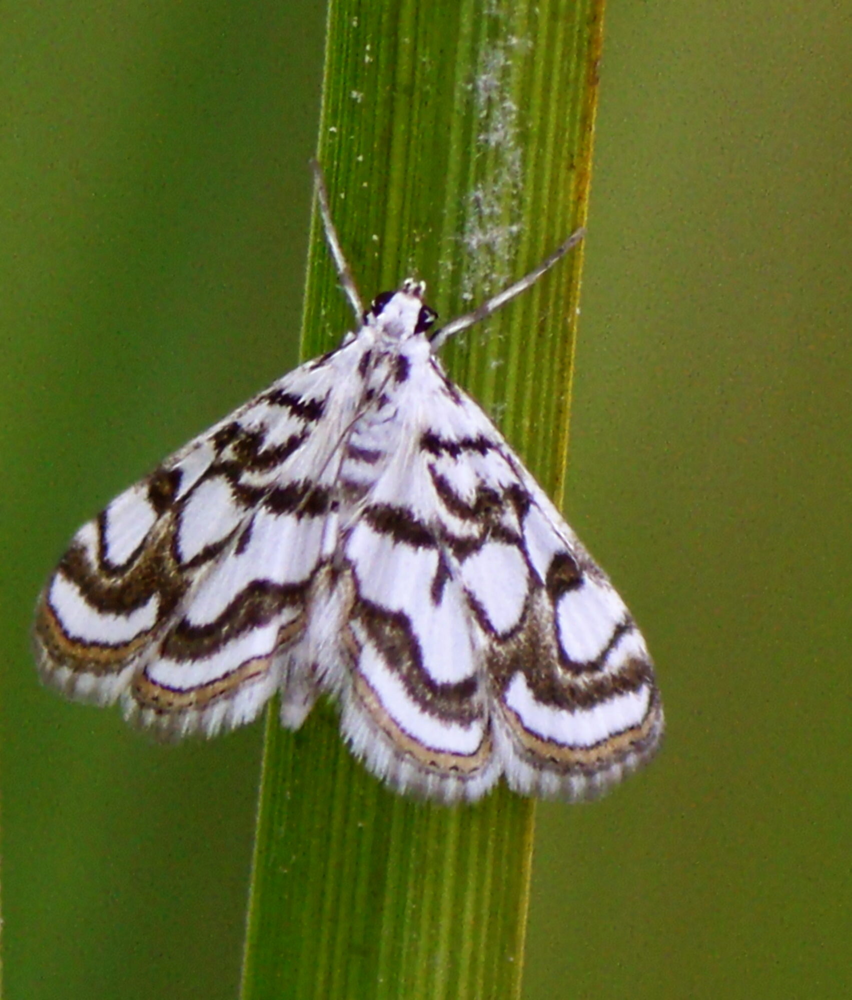 Valokuvaaja: Ritva Nieminen