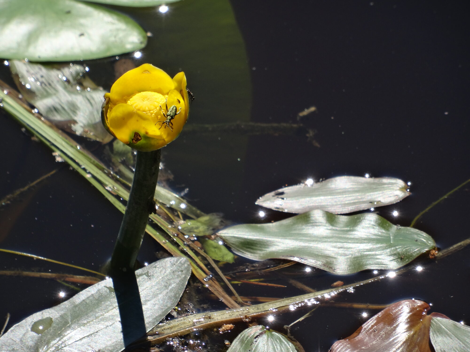 Valokuvaaja: Anja Suontausta