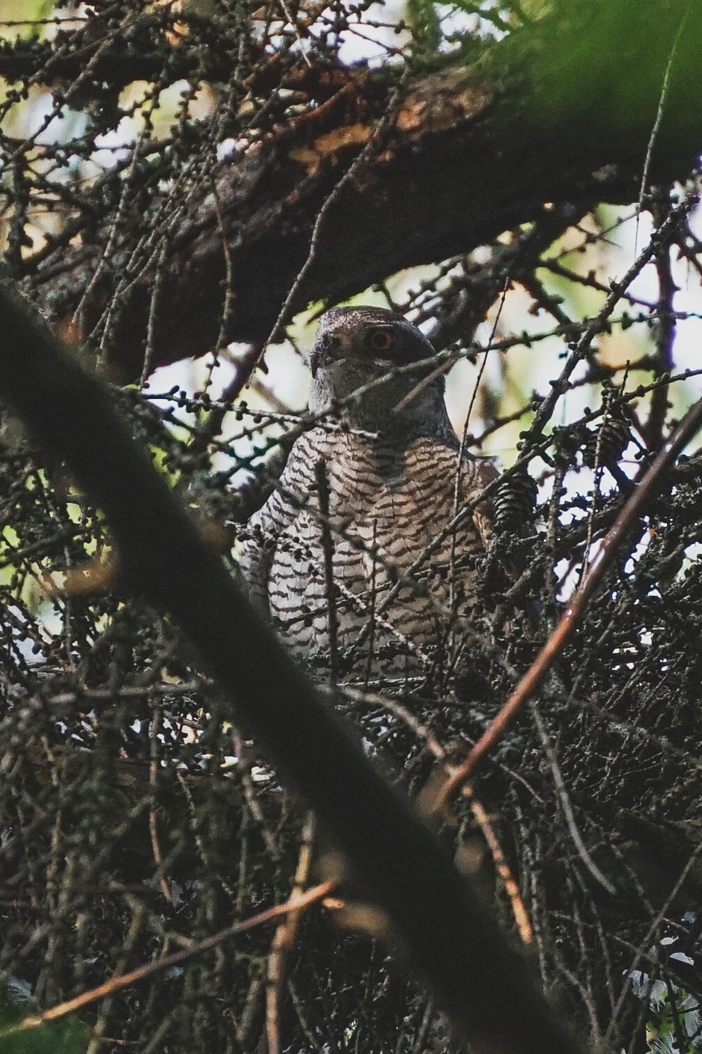 Valokuvaaja: Atte L.