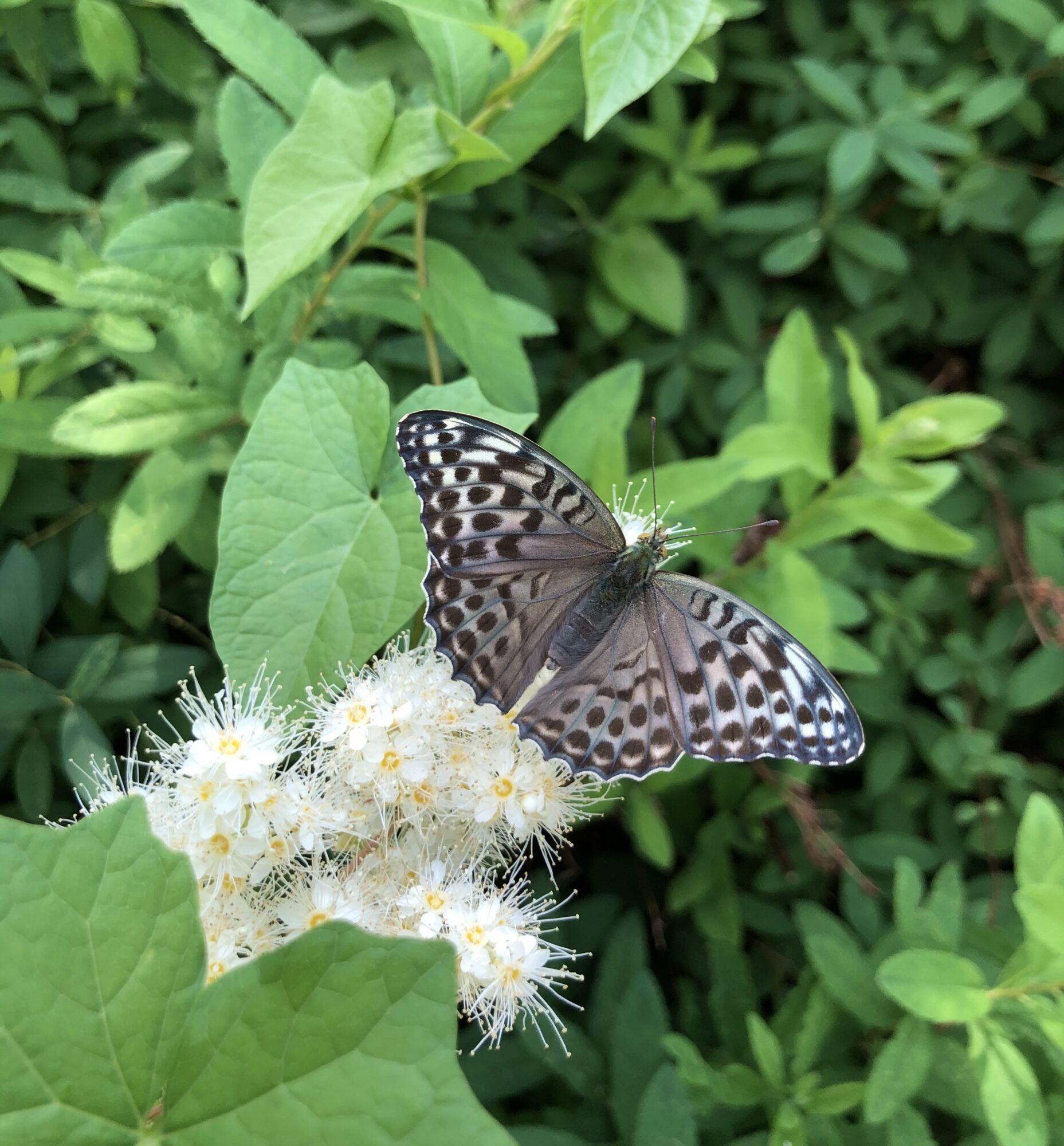 Valokuvaaja: Sini Kettunen