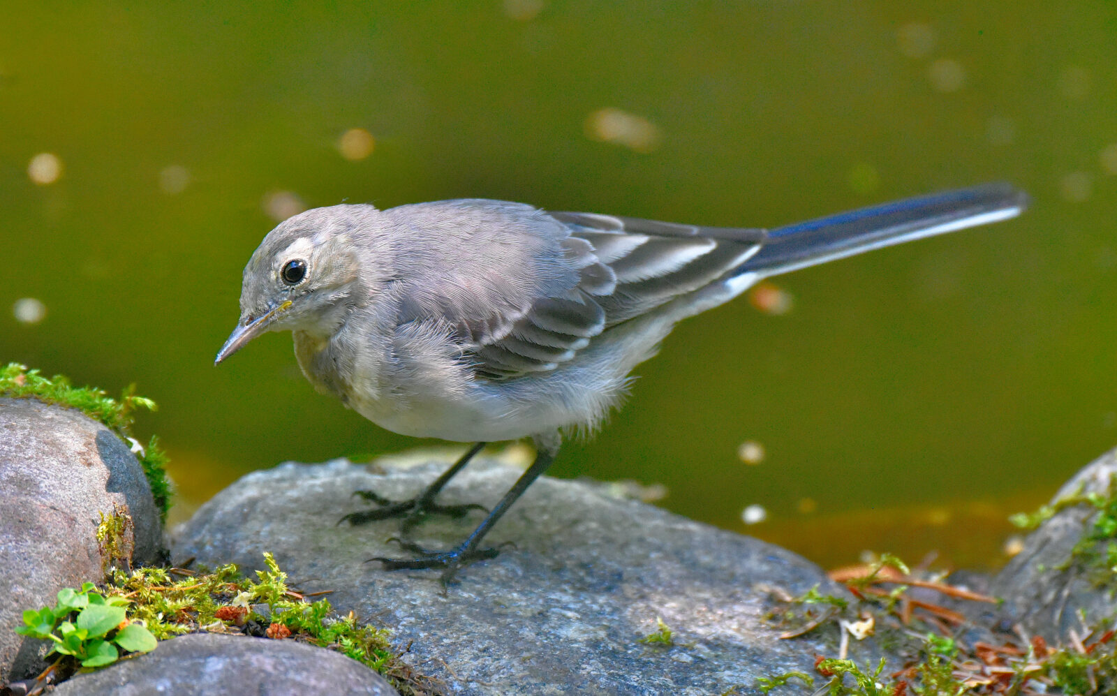 Valokuvaaja: Reijo Juurinen