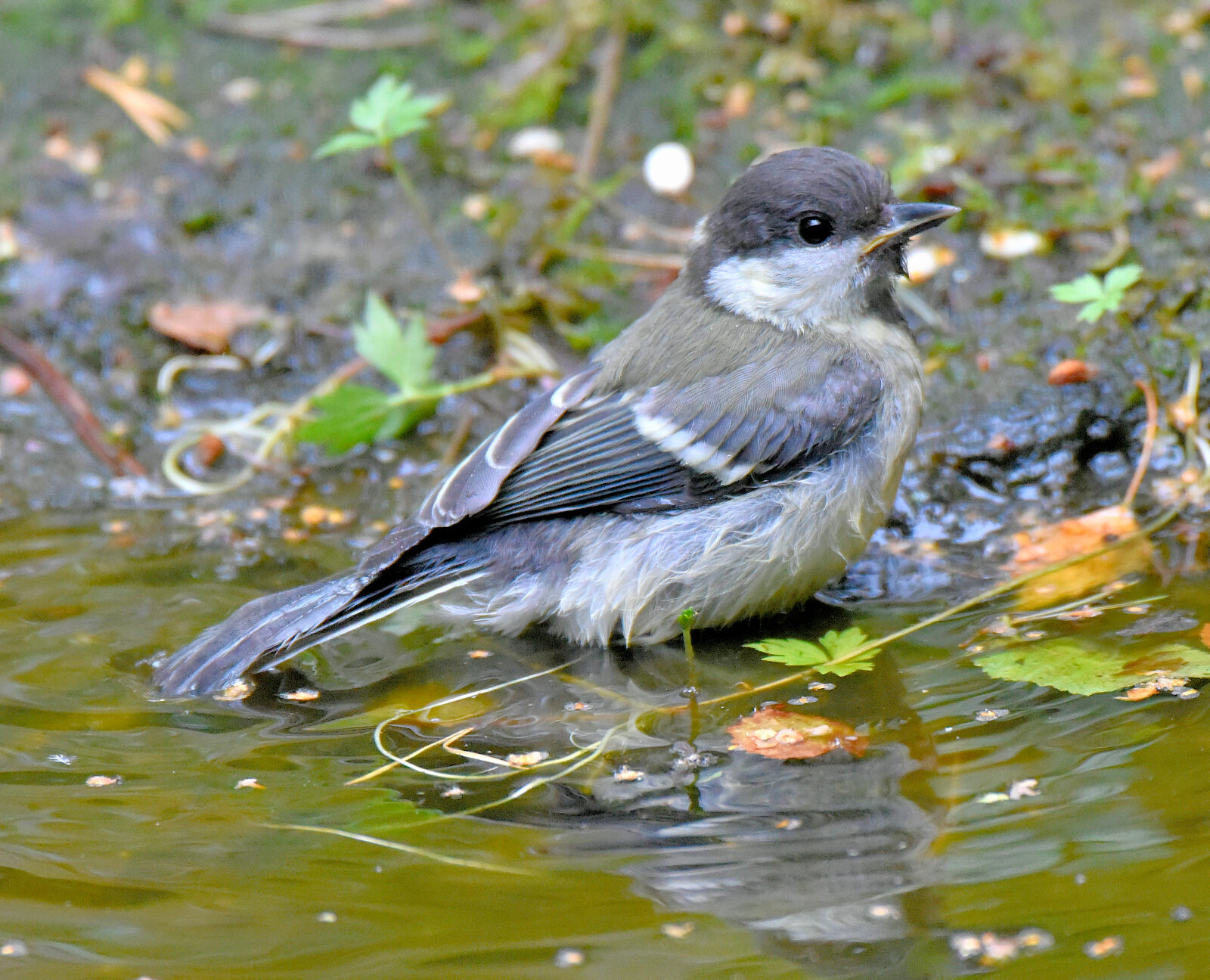 Valokuvaaja: Reijo Juurinen