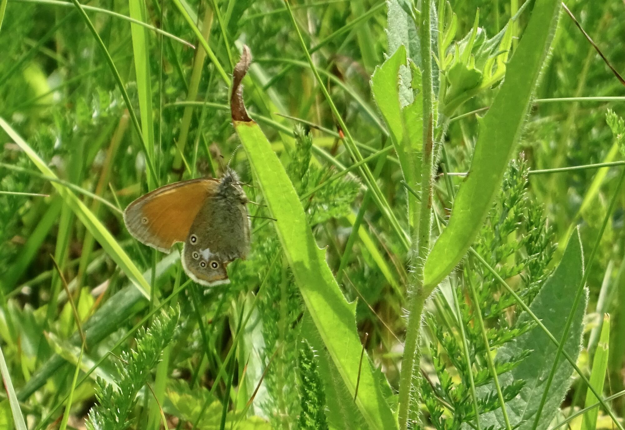 Valokuvaaja: Liisa Niiva-Korpela